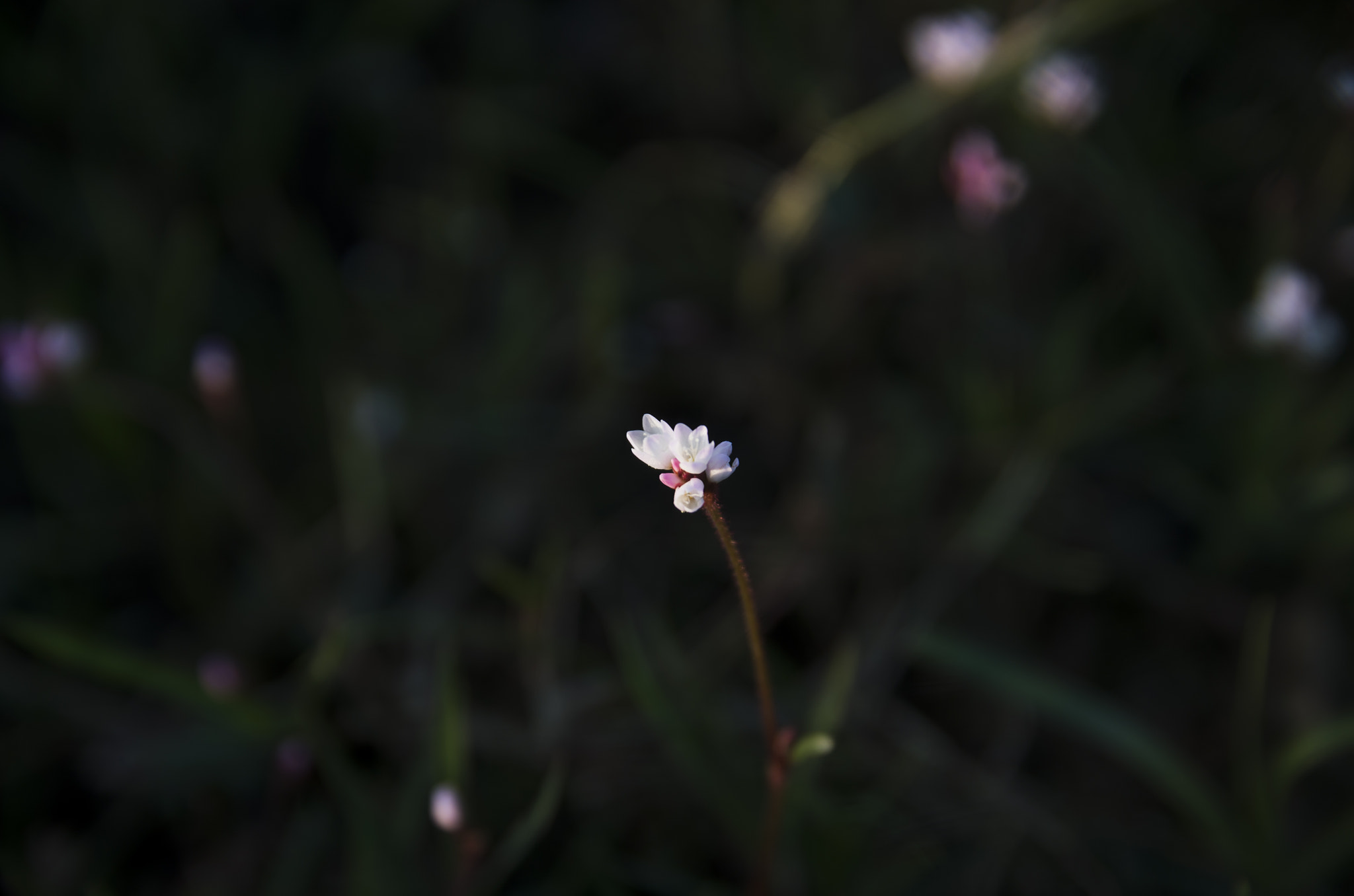 Sigma 17-50mm F2.8 EX DC HSM sample photo. Miss photography
