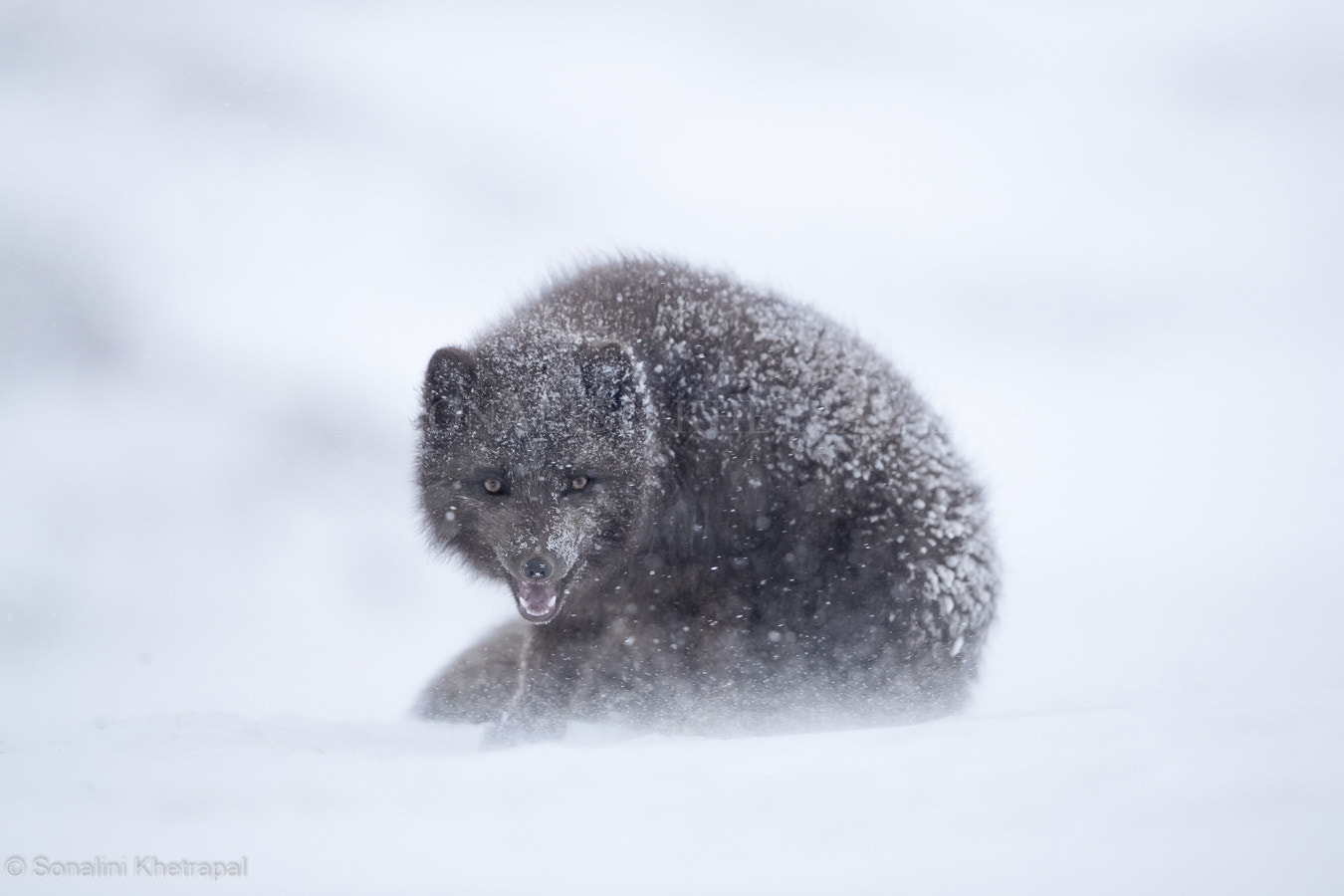 Canon EF 500mm F4L IS II USM sample photo. Arctic fox in snow photography