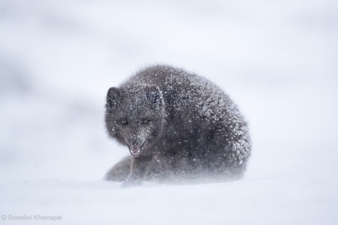 Canon EF 500mm F4L IS II USM sample photo. Arctic fox in snow photography