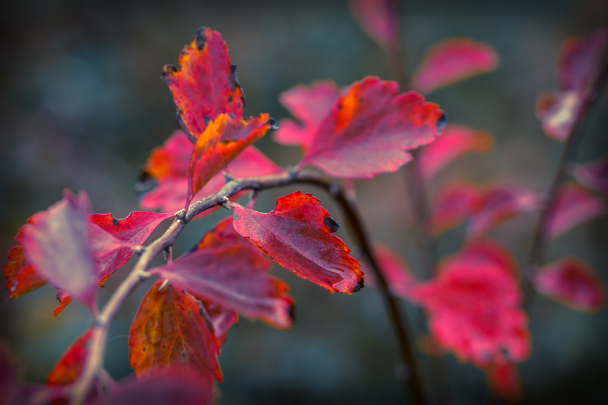 Canon EOS 550D (EOS Rebel T2i / EOS Kiss X4) sample photo. Herbst photography