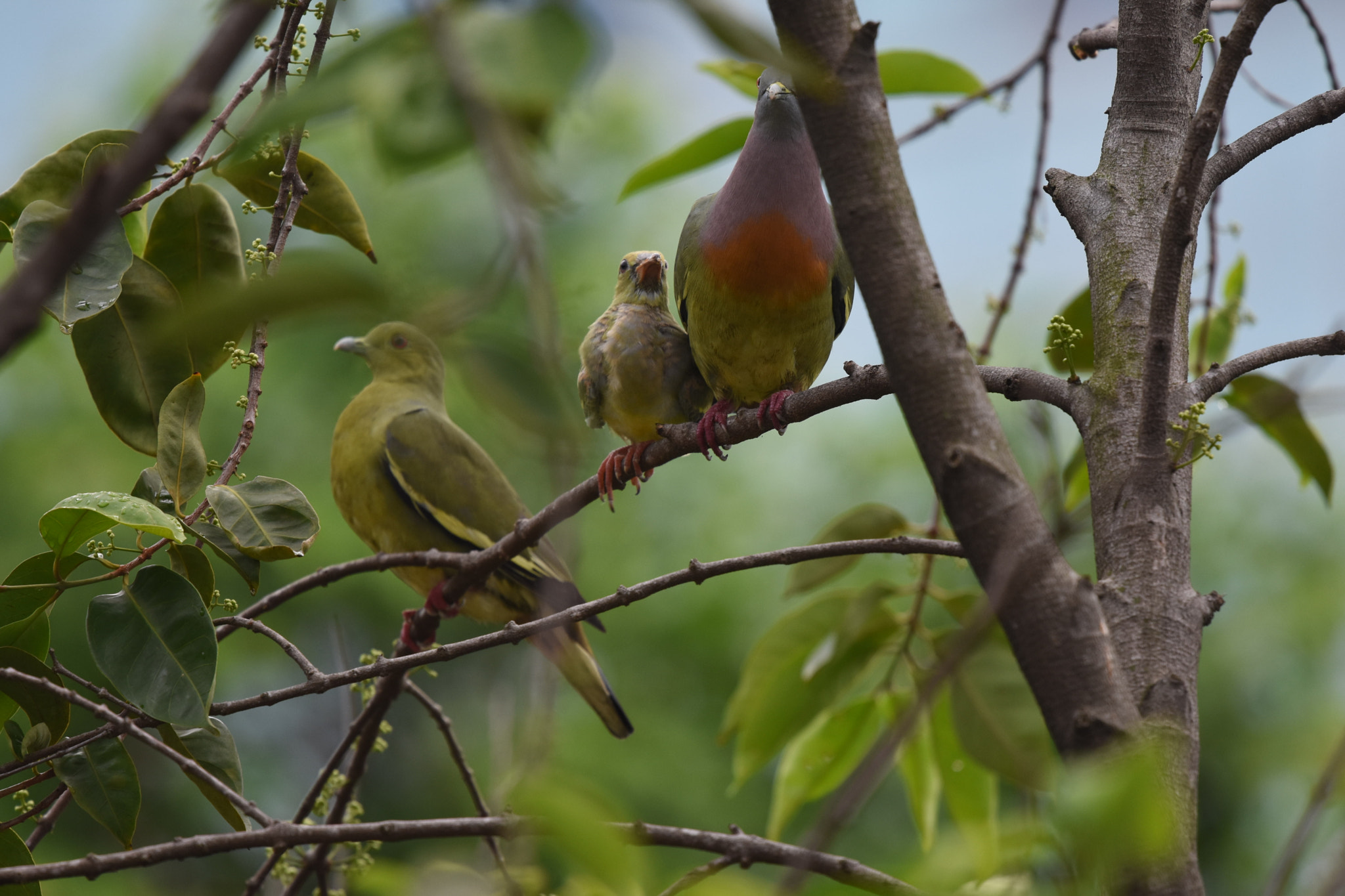 Nikon Nikkor AF-S 300mm F4E PF ED VR sample photo. The early birds #noedit #nocrop #nofilter photography