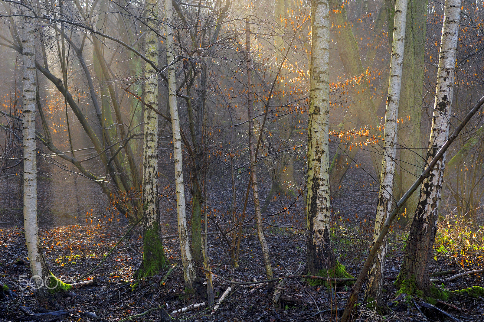 Nikon D700 + Nikon AF-S Nikkor 28-70mm F2.8 ED-IF sample photo. Morning light photography