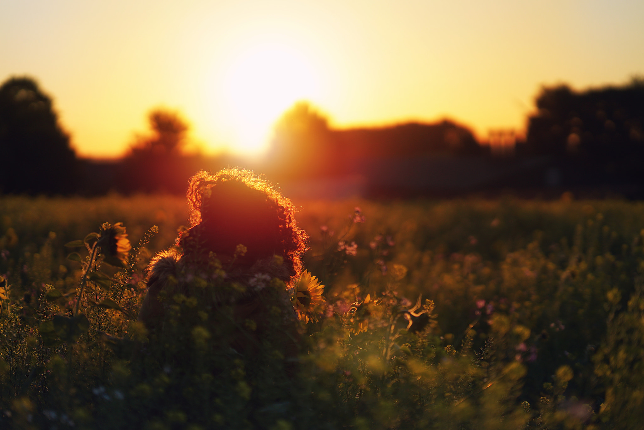 Sony FE 85mm F1.4 GM sample photo. Between sunflowers photography