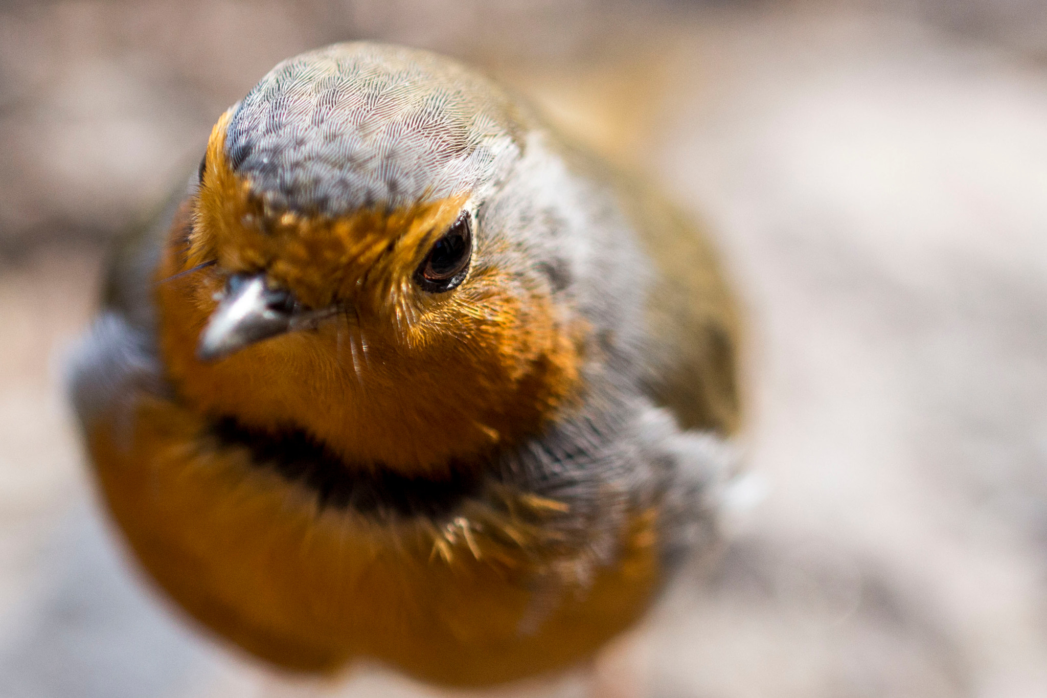 Canon EF 100mm F2.8L Macro IS USM sample photo. Robin photography