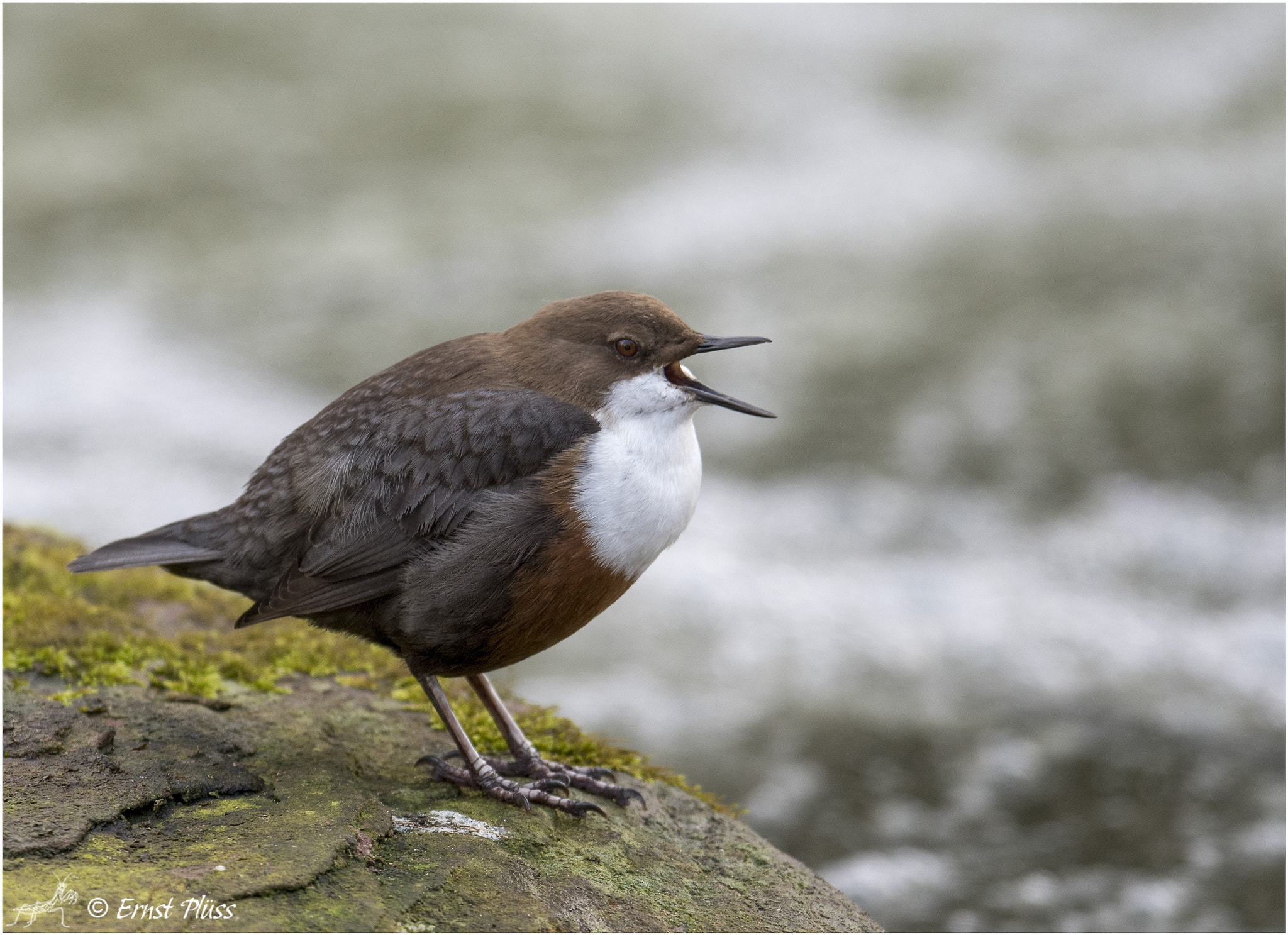 Nikon AF-S Nikkor 600mm F4E FL ED VR sample photo. White-throated dipper photography