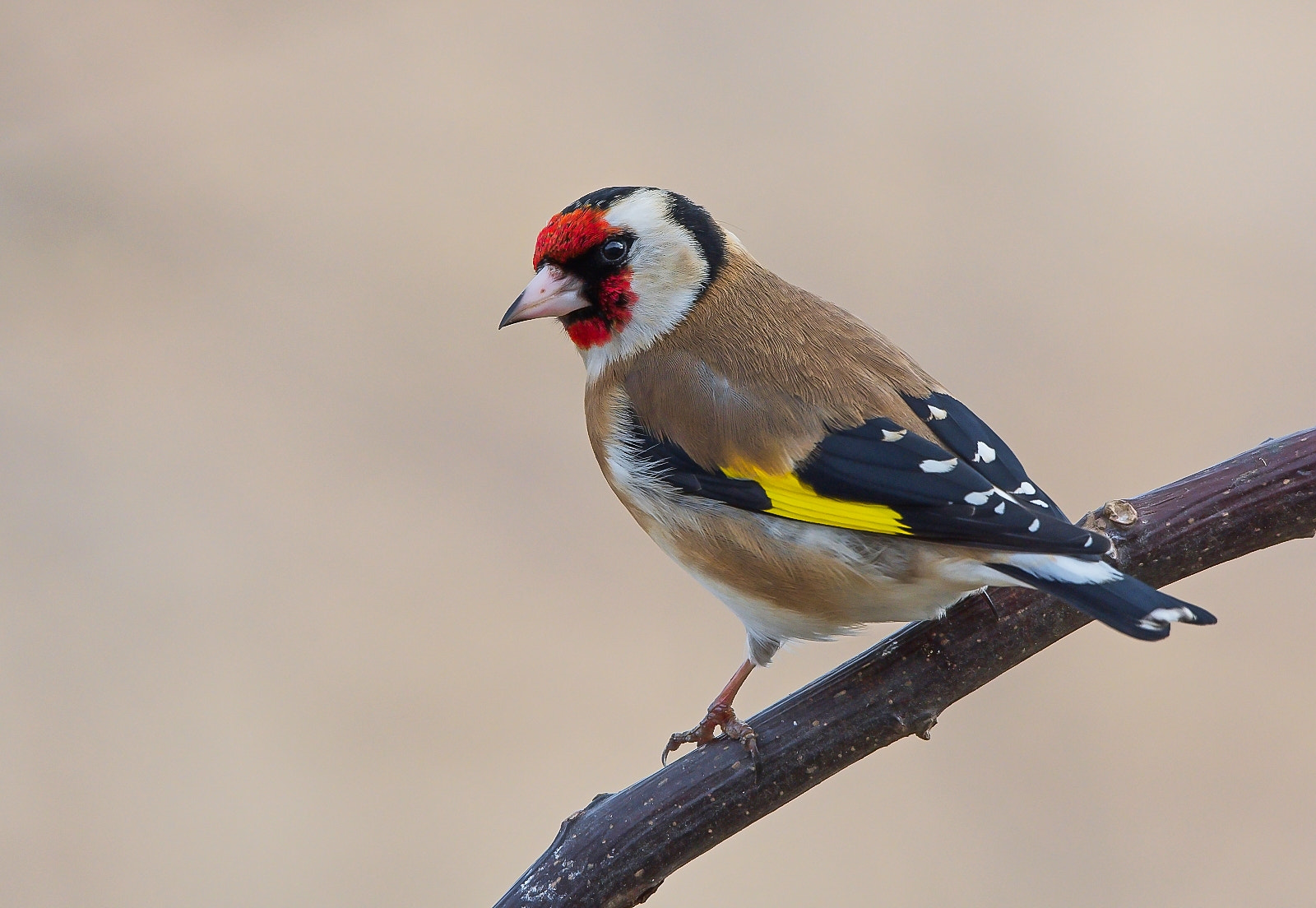 Sigma 120-400mm F4.5-5.6 DG OS HSM sample photo. Goldfinch photography