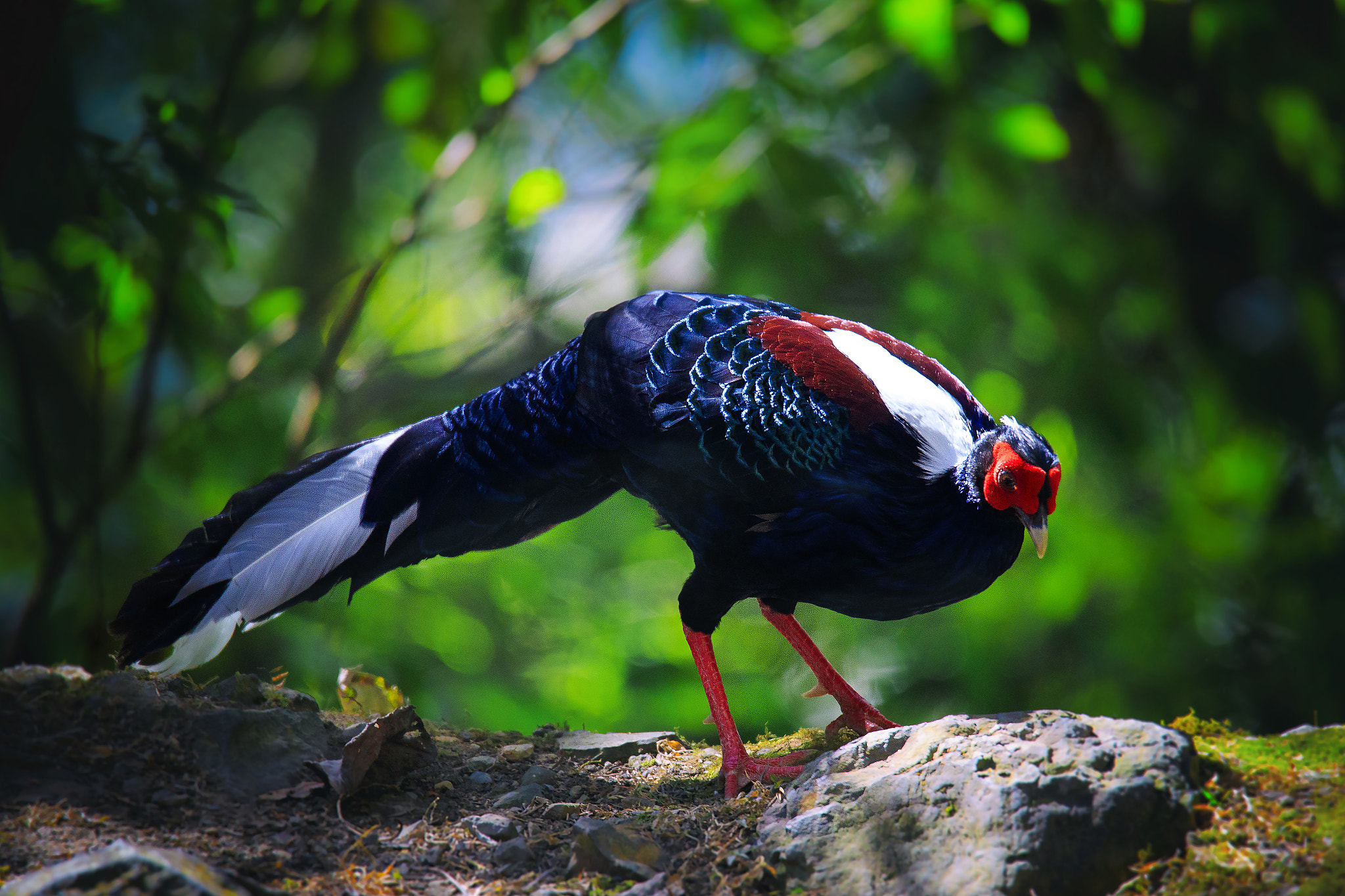 Tamron SP 150-600mm F5-6.3 Di VC USD sample photo. 藍腹鷴 photography