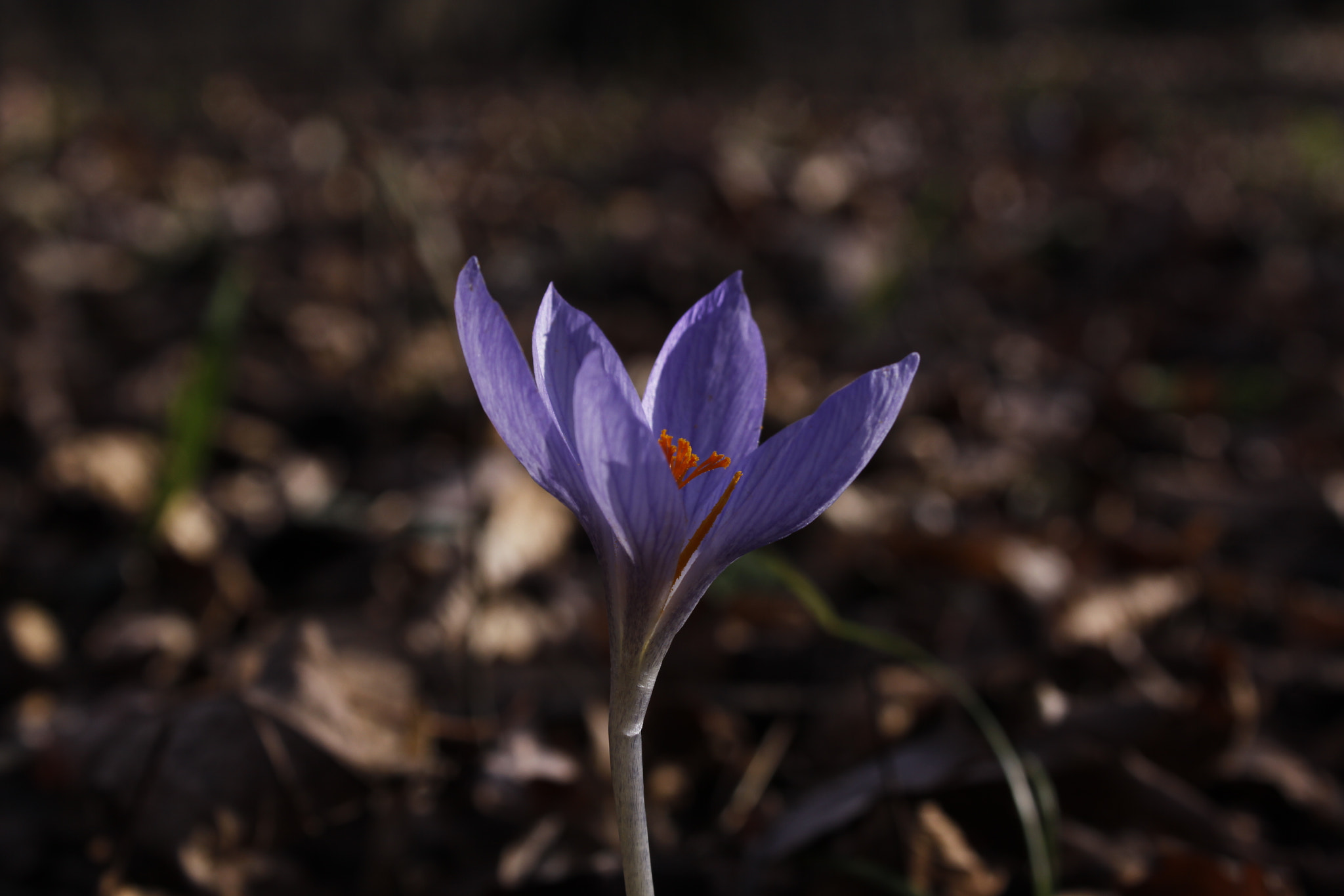 Canon EF-S 18-55mm F3.5-5.6 IS sample photo. Mg photography