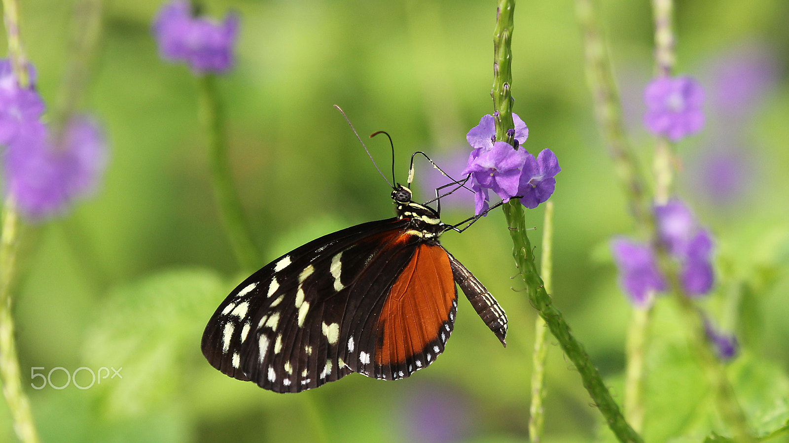 Canon EOS 60D sample photo. Tiger longwing butterfly photography