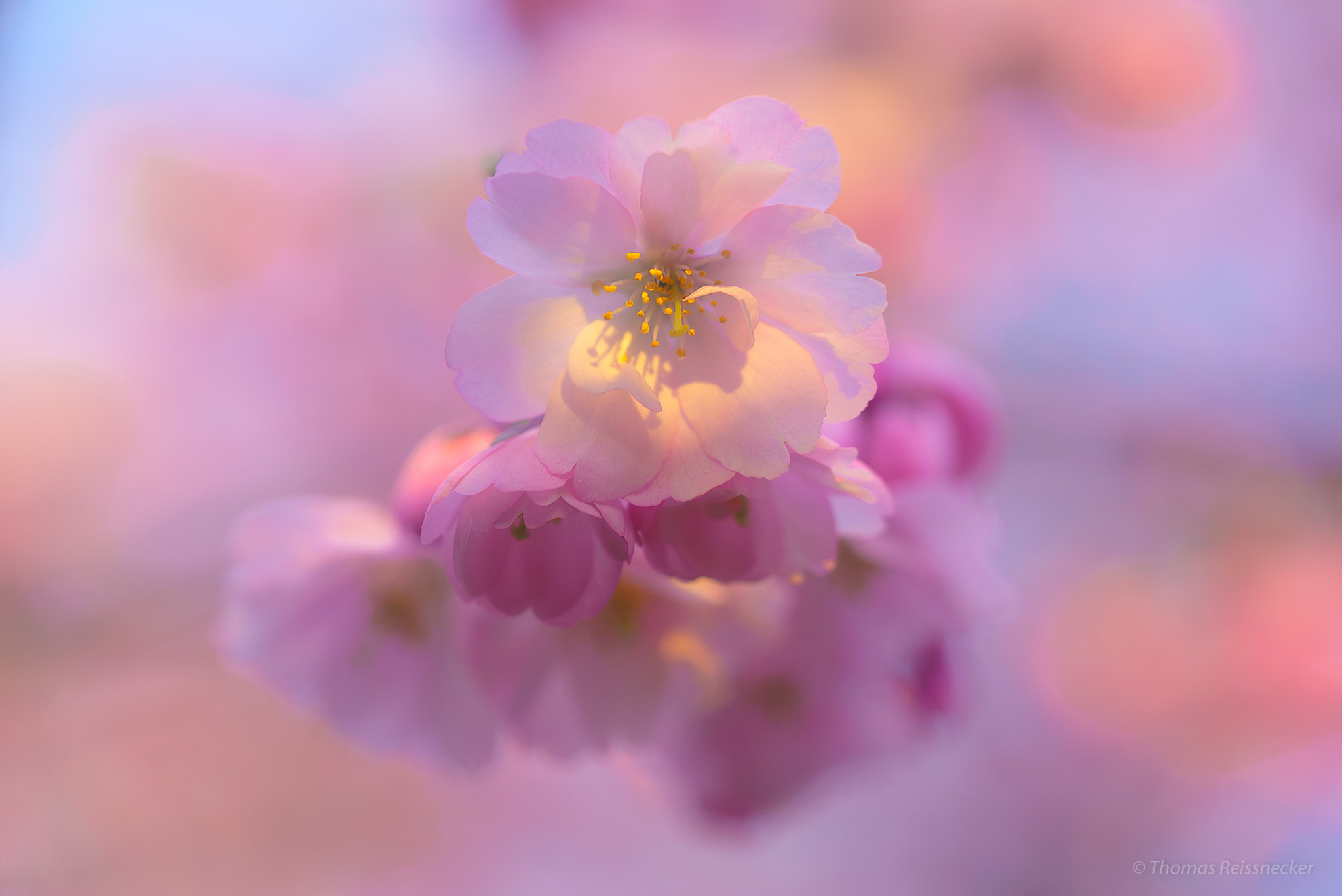 Sony a7S + Sony FE 90mm F2.8 Macro G OSS sample photo. More spring photography