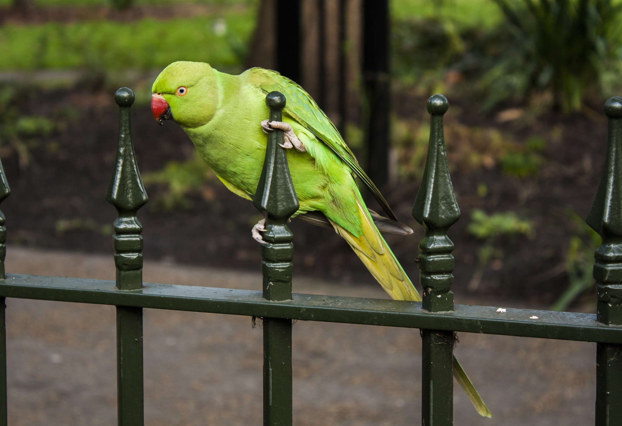 Canon EOS 1000D (EOS Digital Rebel XS / EOS Kiss F) + Canon EF-S 18-55mm F3.5-5.6 IS II sample photo. • parrot in hyde park • photography