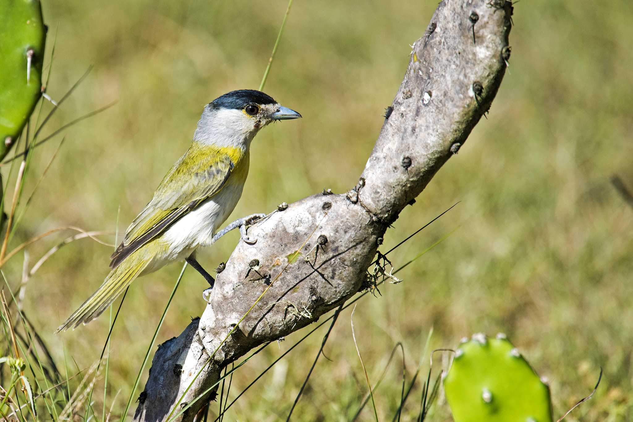 Nikon Nikkor AF-S 300mm F4E PF ED VR sample photo. Green-backed becard photography