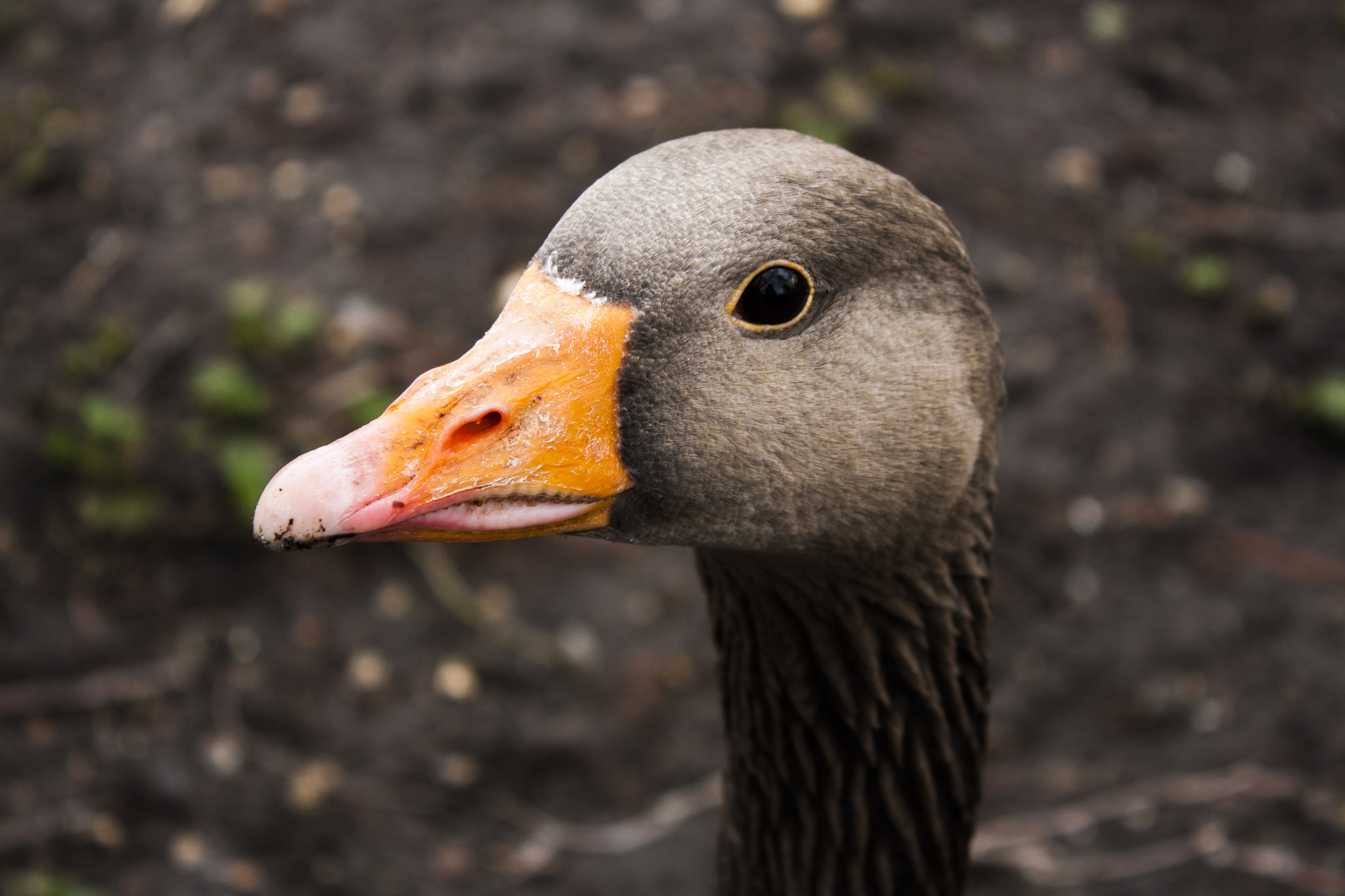 Canon EOS 1000D (EOS Digital Rebel XS / EOS Kiss F) sample photo. • duck in hyde park • photography