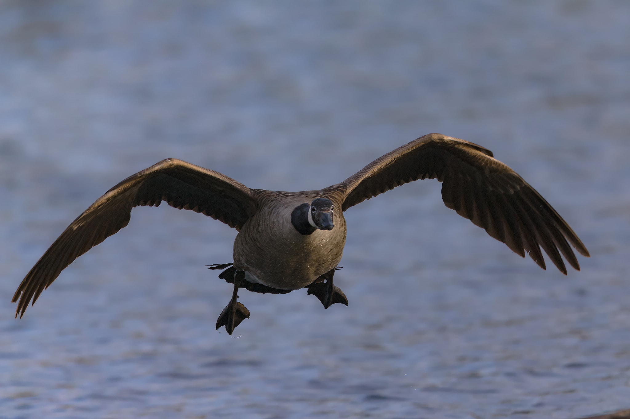Canon EF 400mm F2.8L IS II USM sample photo. Goose..... photography