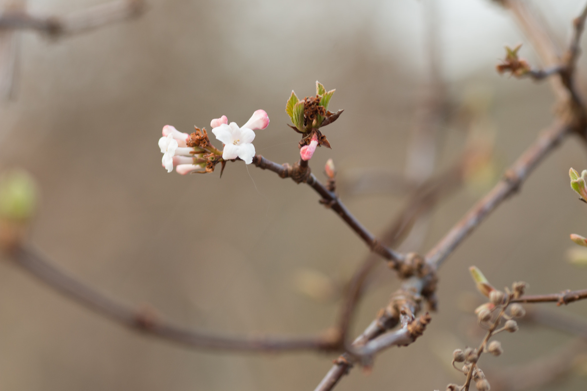 Canon EOS 70D + Canon EF 135mm F2L USM sample photo. Spring in the offing photography