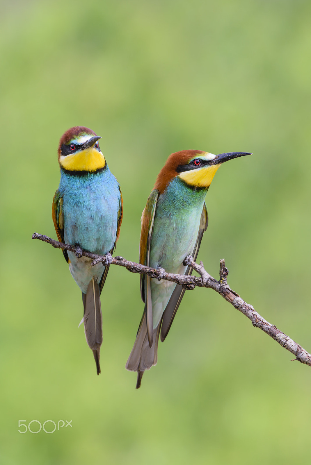 Nikon AF-S Nikkor 500mm F4G ED VR sample photo. Bienenfresser, european bee eater pair, merops apiaster photography
