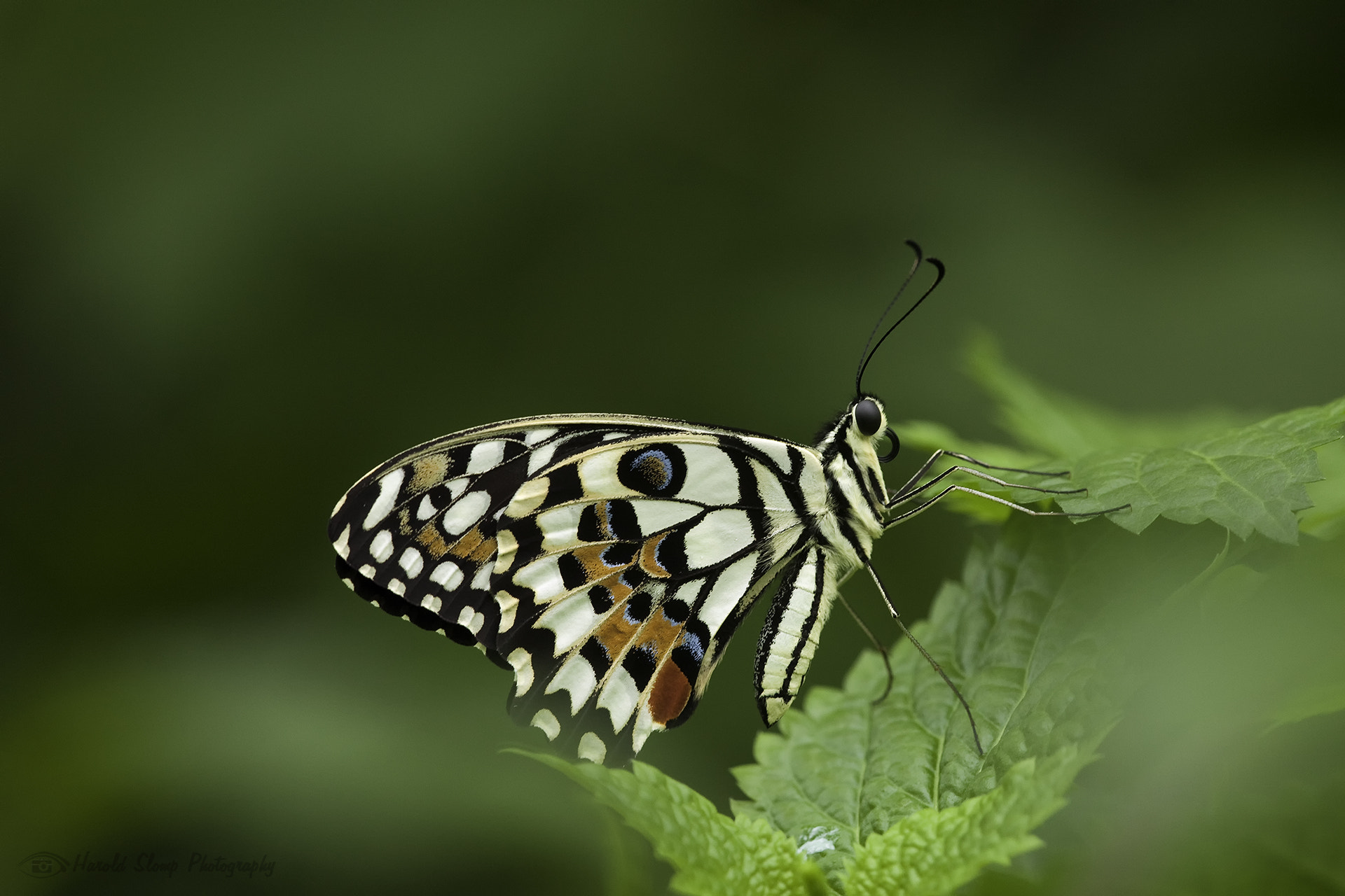 Canon EF 180mm F3.5L Macro USM sample photo. Butterfly photography