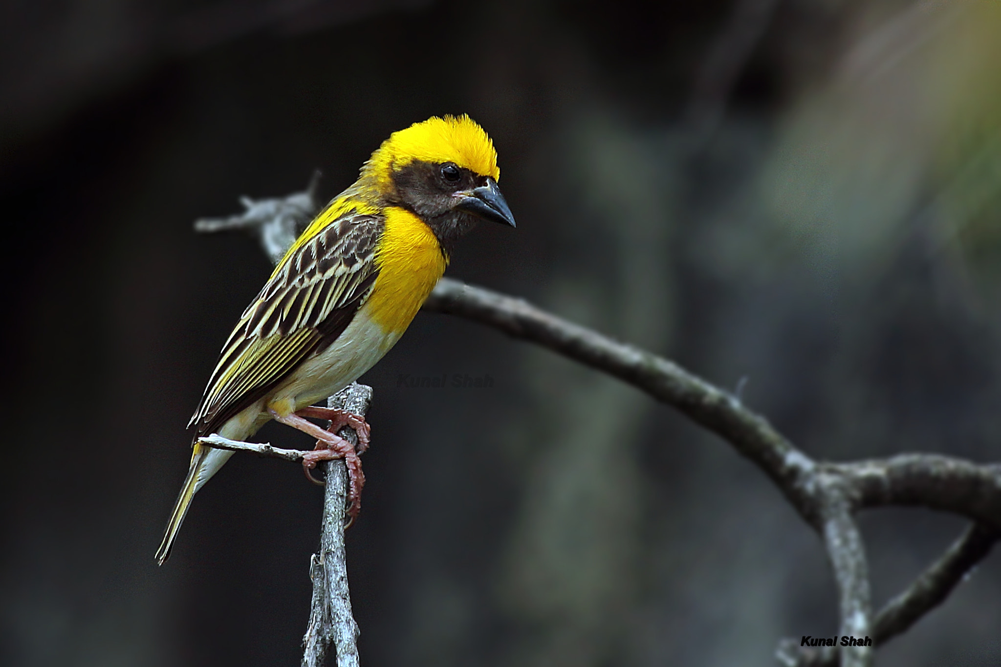 Canon EF 70-300mm F4-5.6 IS USM sample photo. Baya weaver (male) photography
