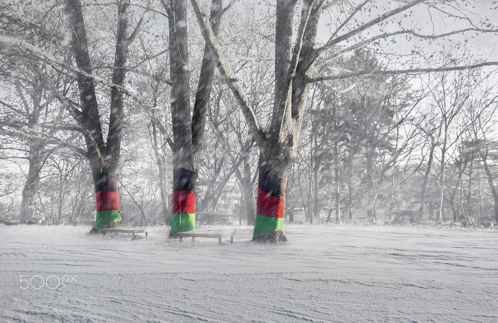 Canon EOS 100D (EOS Rebel SL1 / EOS Kiss X7) sample photo. Three winter trees photography