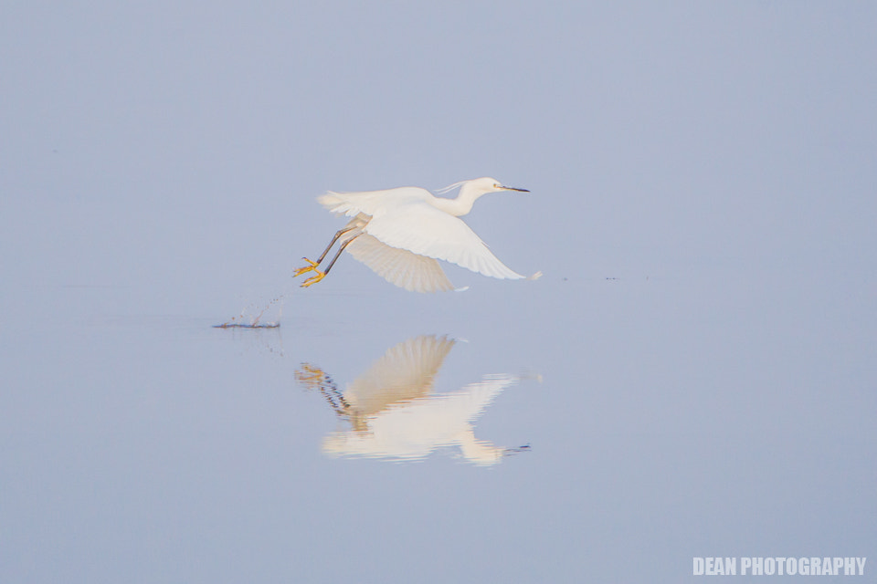 Tamron SP 150-600mm F5-6.3 Di VC USD sample photo. Take off photography
