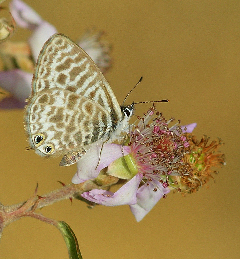 Sony Alpha DSLR-A350 + Sony 100mm F2.8 Macro sample photo. Mavi zebra / lang's short-tailed blue photography