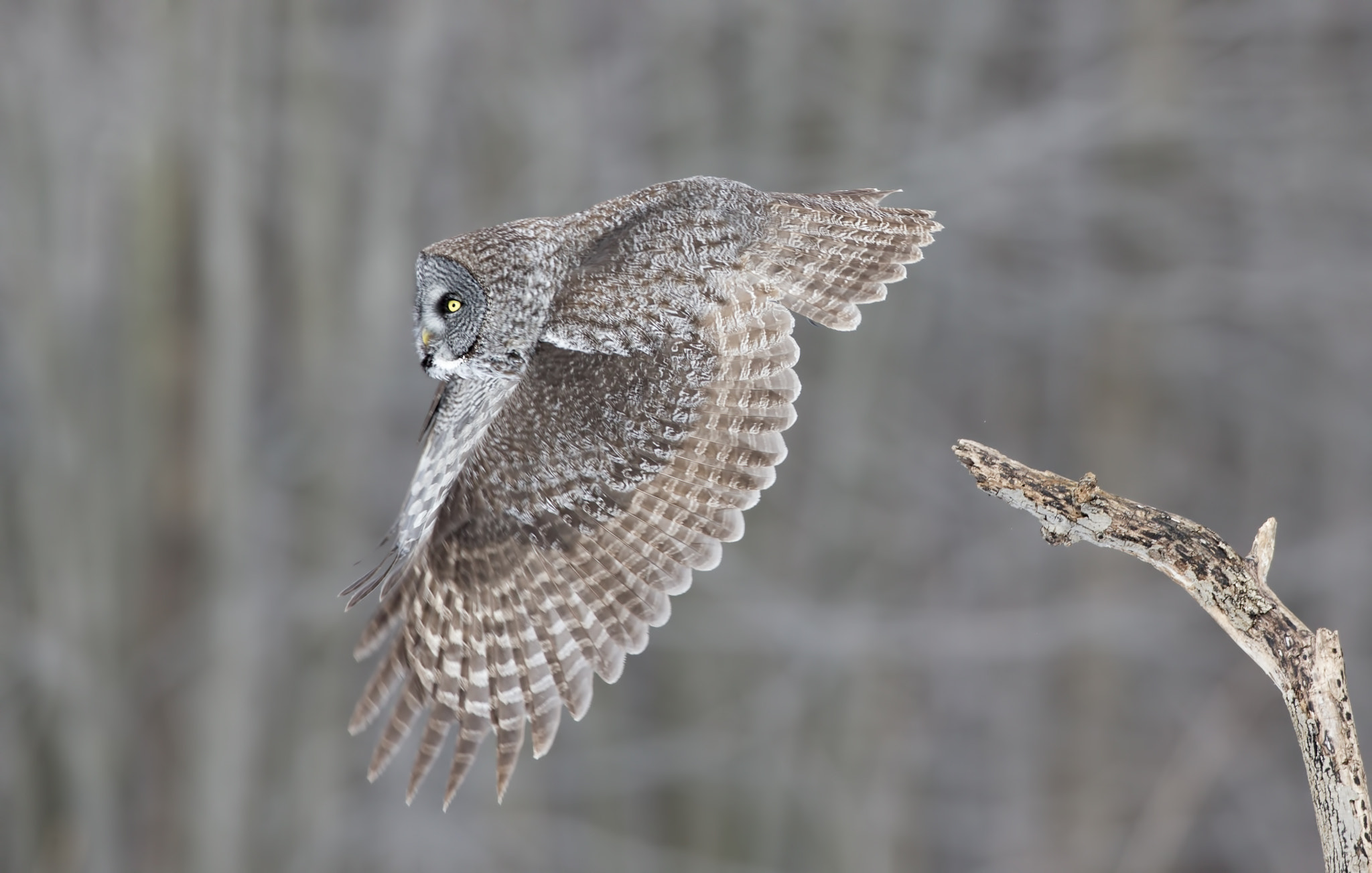 Canon EF 600mm f/4L IS sample photo. Great grey owl ( chouette lapone ) photography