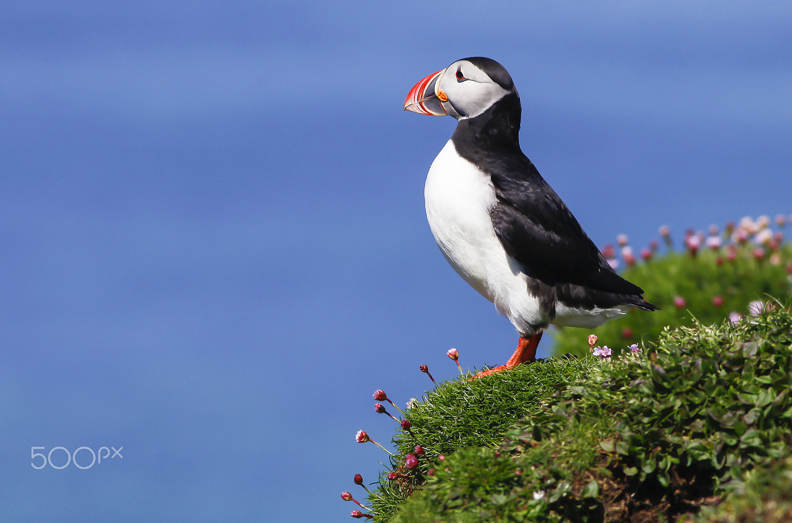 Canon EF 300mm F4L IS USM sample photo. Puffin photography