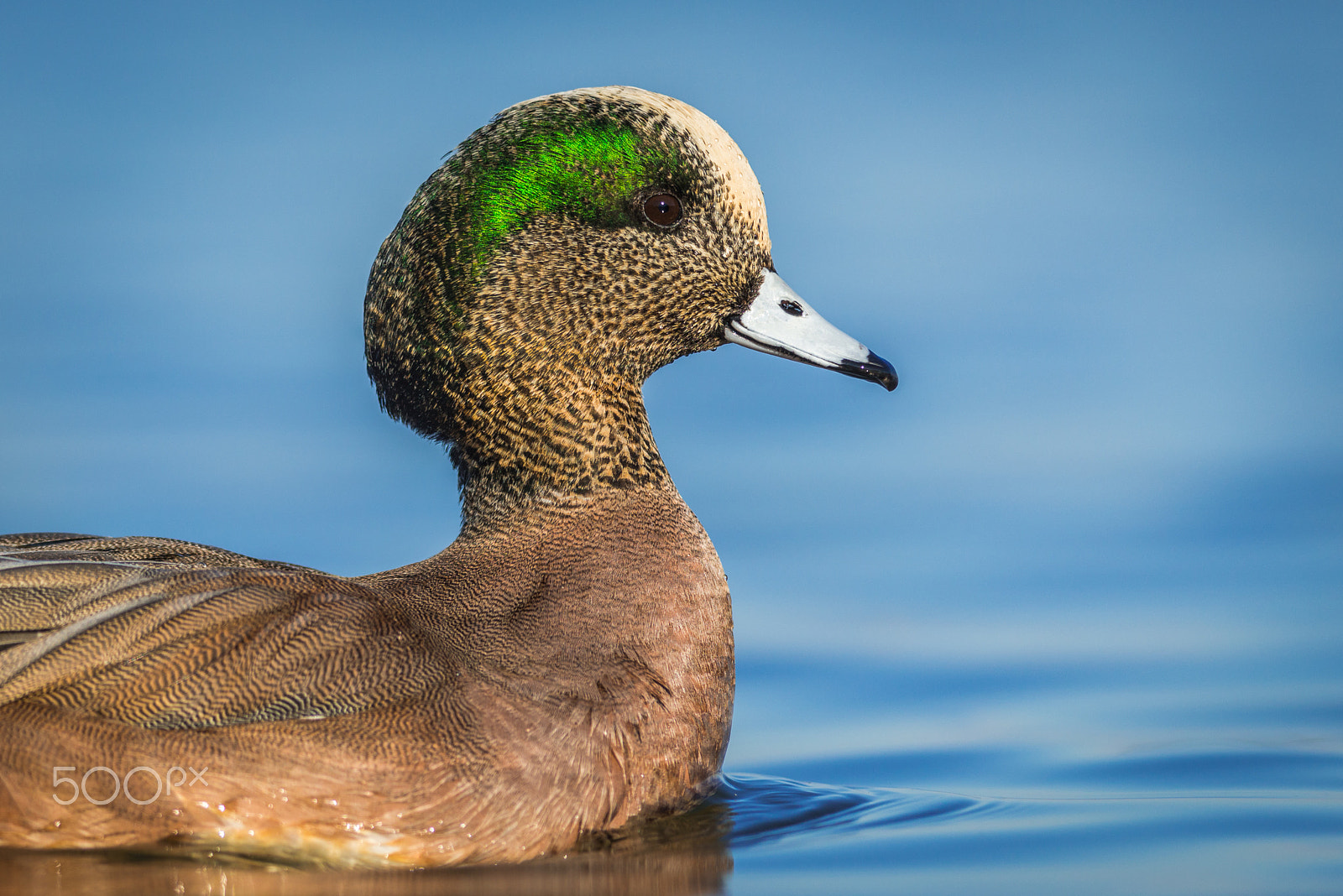 Nikon D800E + Nikon AF-S Nikkor 300mm F4D ED-IF sample photo. Portrait of an american wigeon photography