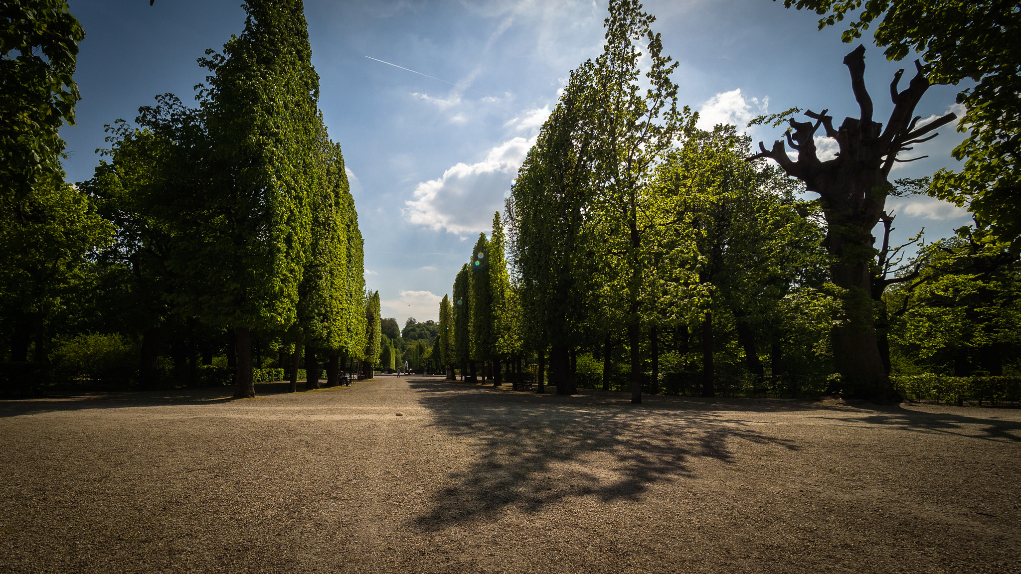 Olympus OM-D E-M5 + Olympus M.Zuiko Digital ED 7-14mm F2.8 PRO sample photo. Trees photography