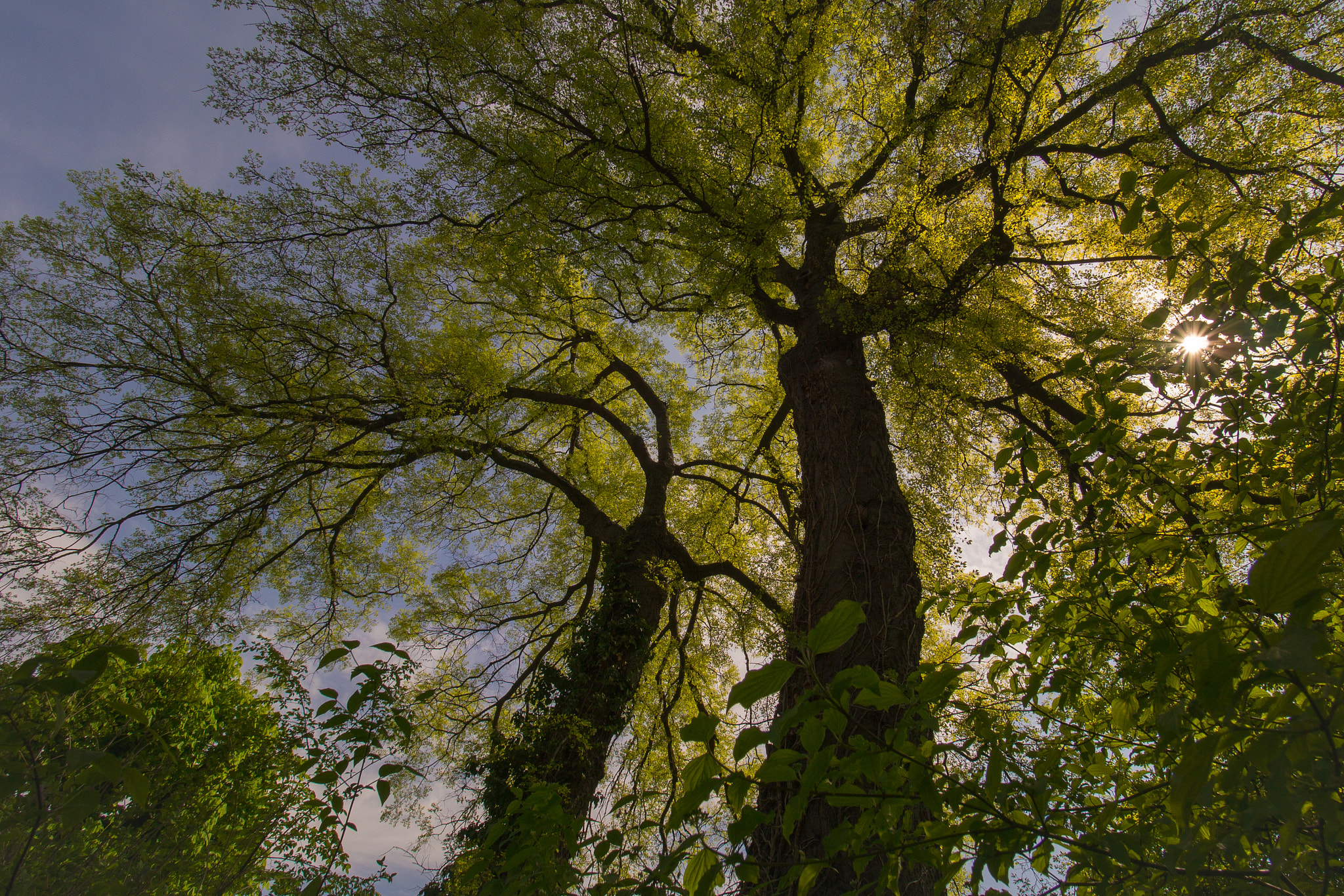 Olympus OM-D E-M5 sample photo. Trees photography