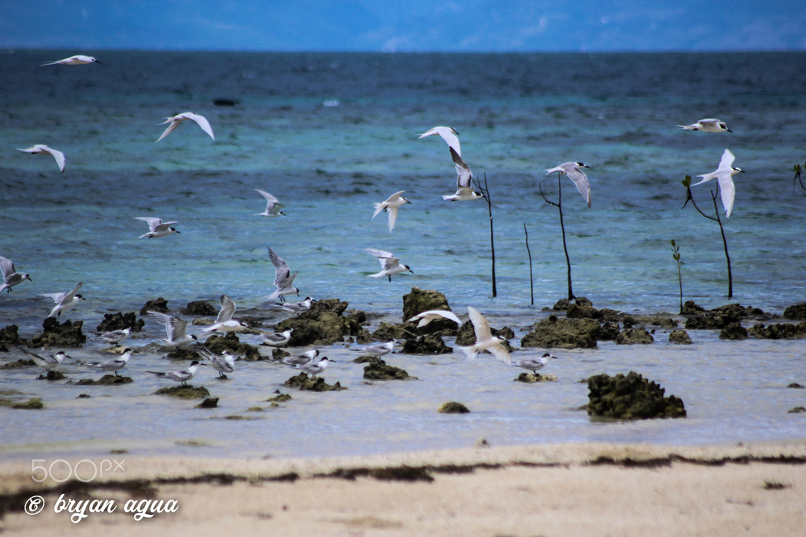 Canon EOS 1200D (EOS Rebel T5 / EOS Kiss X70 / EOS Hi) sample photo. Tubigon, bohol photography