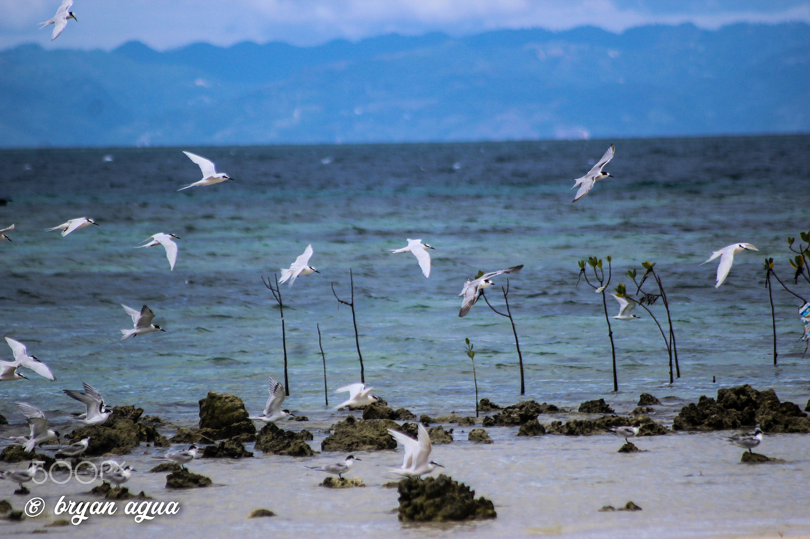 Canon EOS 1200D (EOS Rebel T5 / EOS Kiss X70 / EOS Hi) sample photo. Tubigon, bohol photography