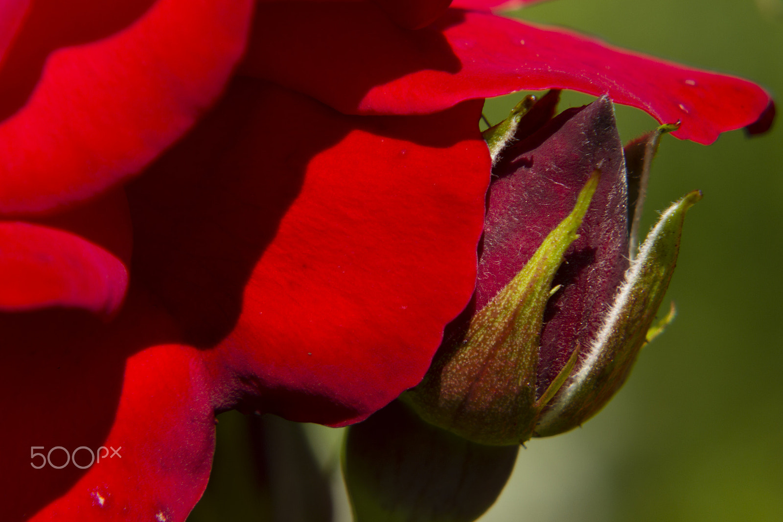 Canon EOS 600D (Rebel EOS T3i / EOS Kiss X5) sample photo. Cuddled rose bud ! photography