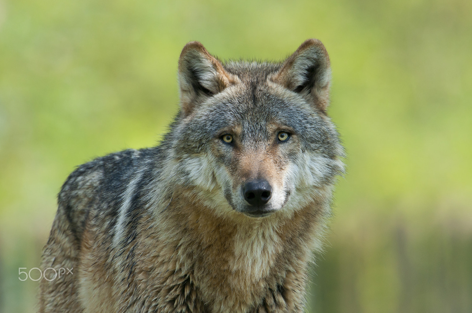 Nikon D300 sample photo. Europäischer wolf, canis lupus, european grey wolf photography