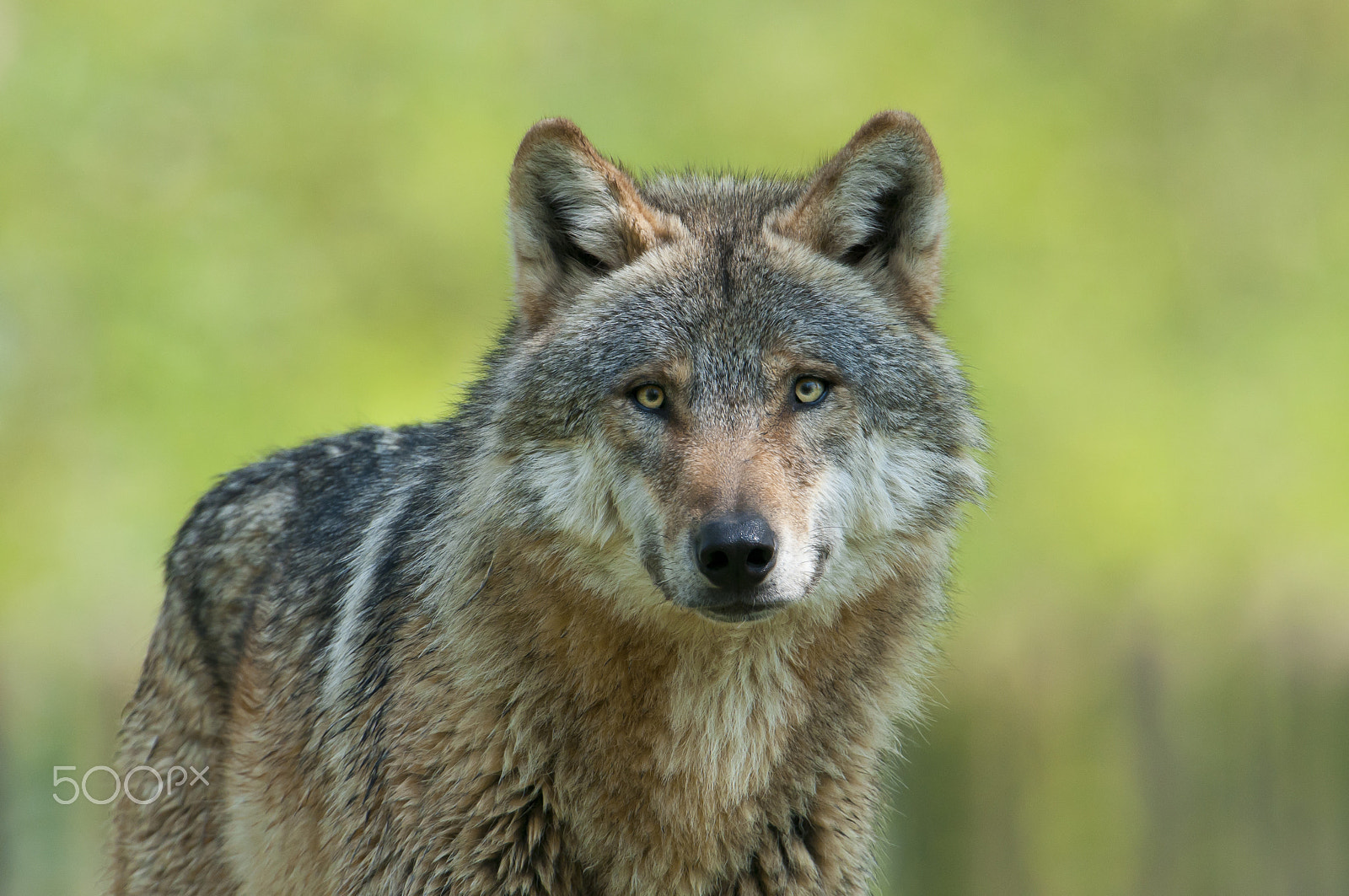 Nikon D300 + Nikon AF-S Nikkor 500mm F4G ED VR sample photo. Europäischer wolf, canis lupus, european grey wolf photography