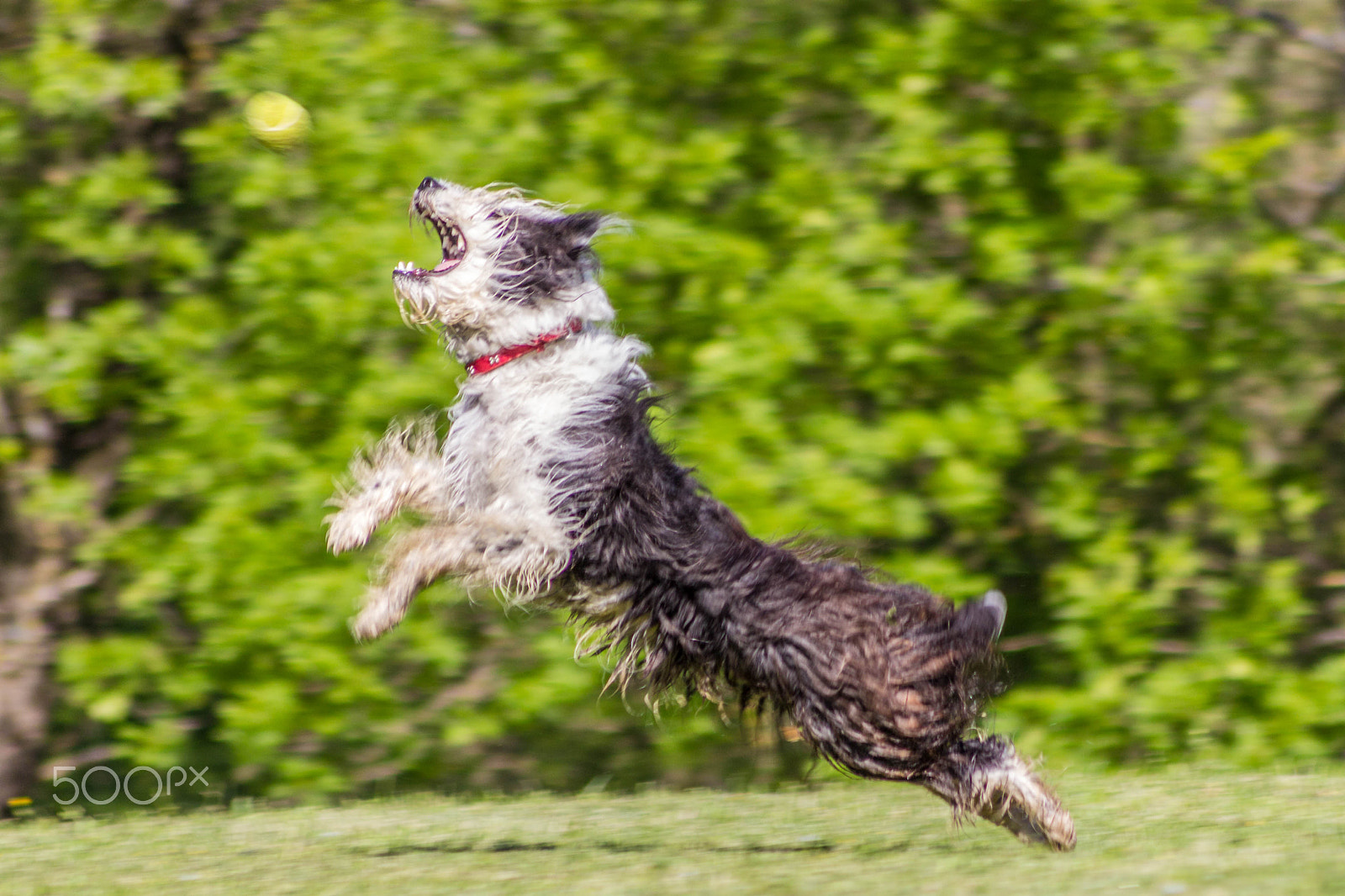 Canon EOS 600D (Rebel EOS T3i / EOS Kiss X5) + Sigma 50-200mm F4-5.6 DC OS HSM sample photo. Jump ! photography