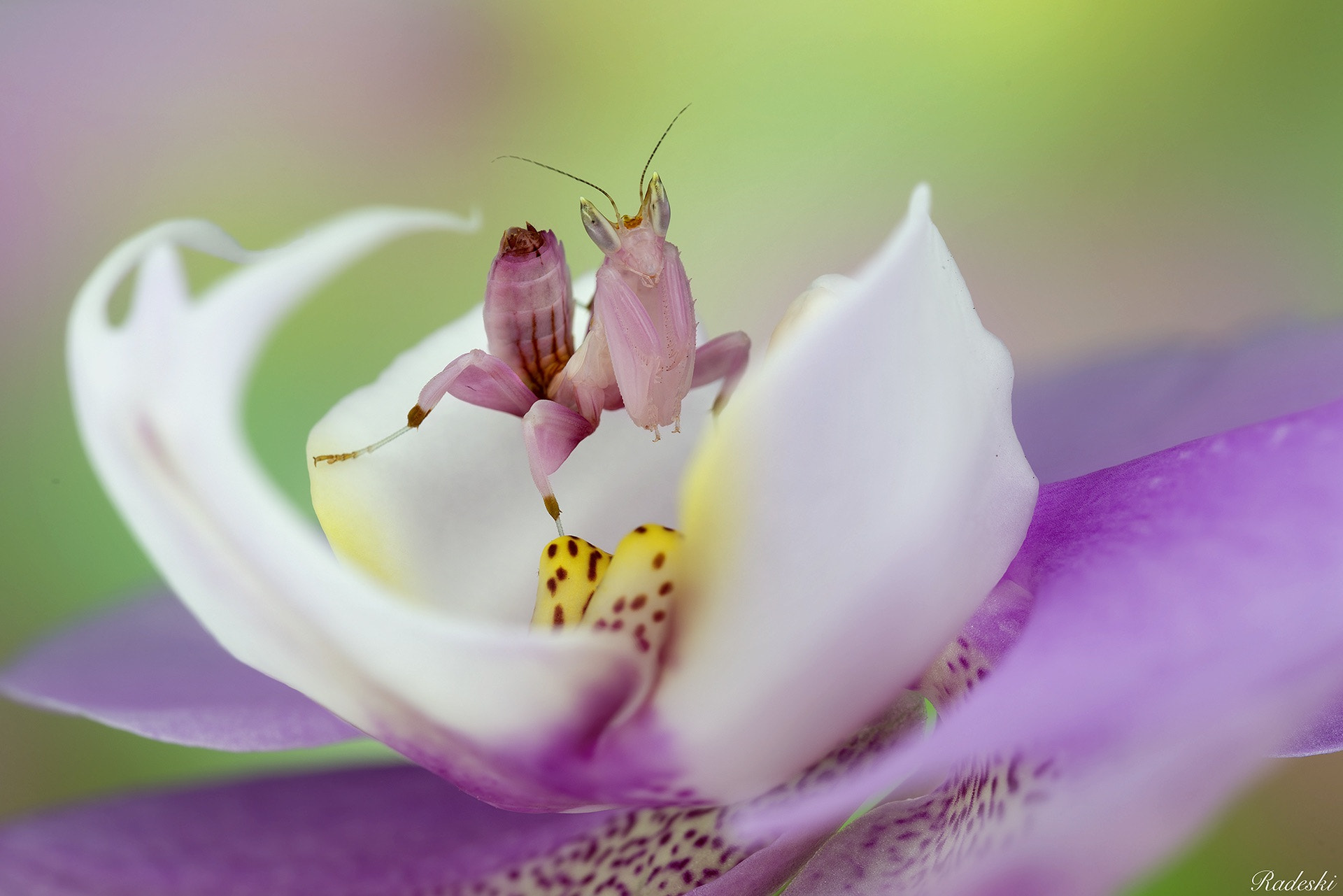 Nikon D800E + Nikon AF Micro-Nikkor 60mm F2.8D sample photo. Mantide orchidea photography