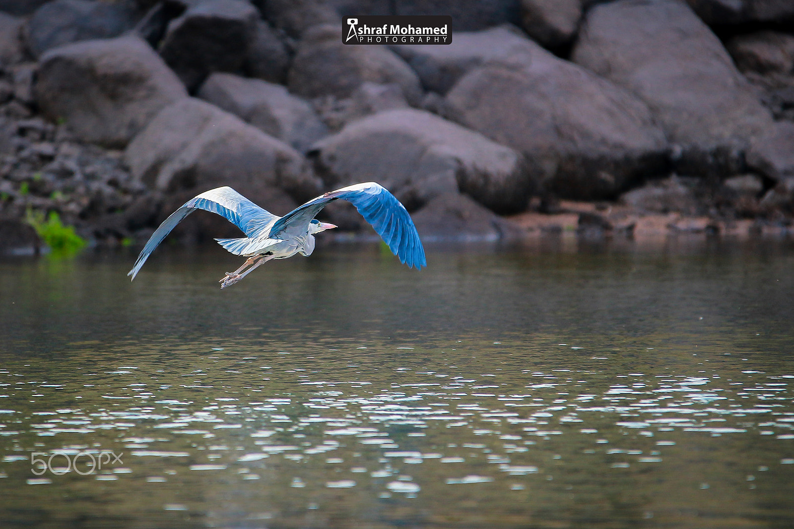 Sigma 70-200mm F2.8 EX DG OS HSM sample photo. Cross the island photography