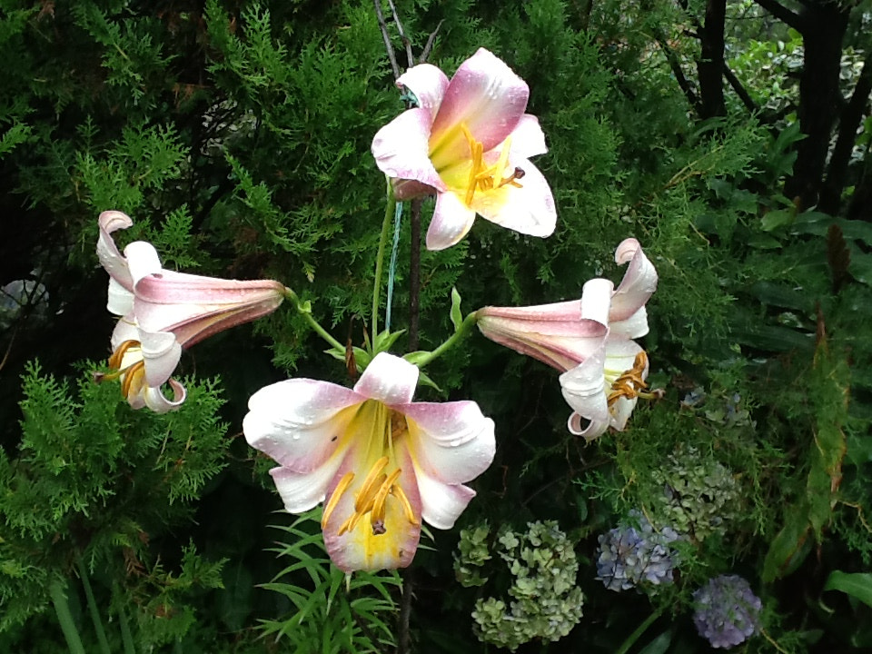 Apple iPad 2 sample photo. Avert beautiful pink oriental lilium in full bloom. photography