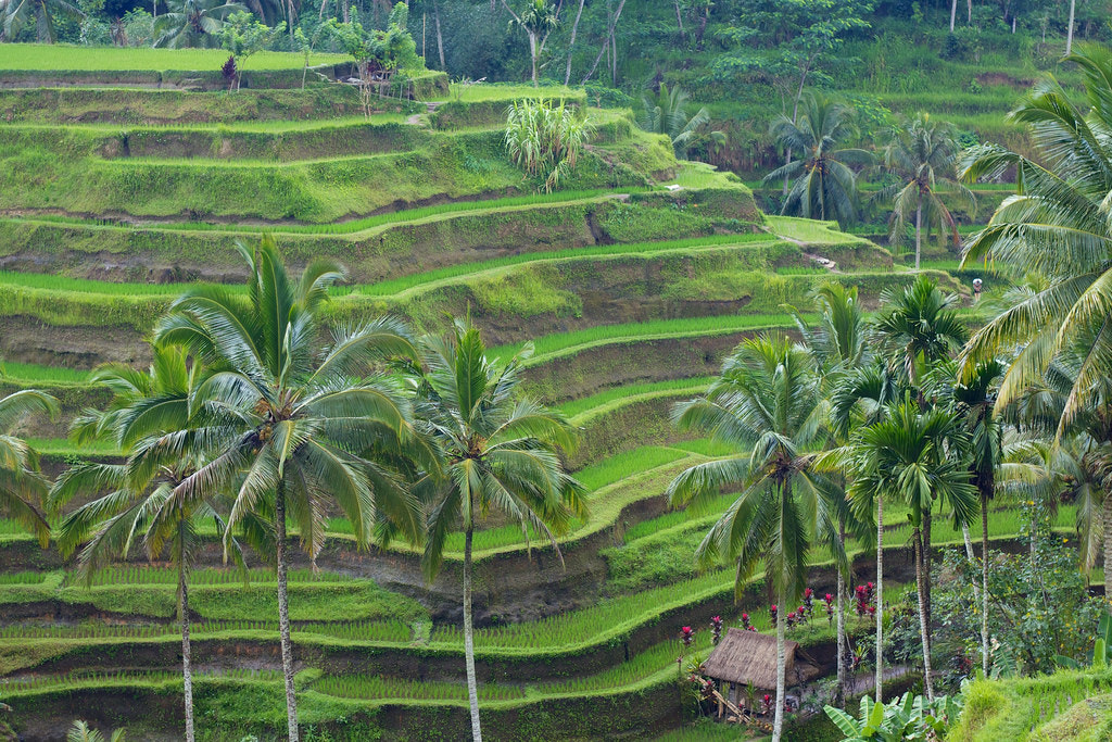 Frank SanPietro at the Top of Rice Terraces