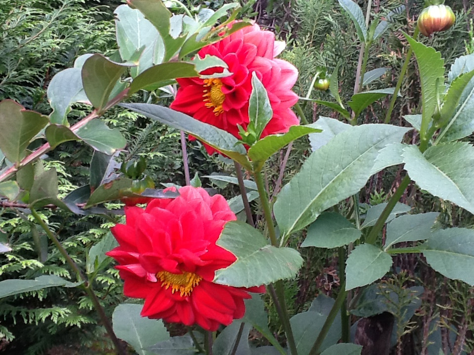 Apple iPad 2 sample photo. A bright red dahlia photography