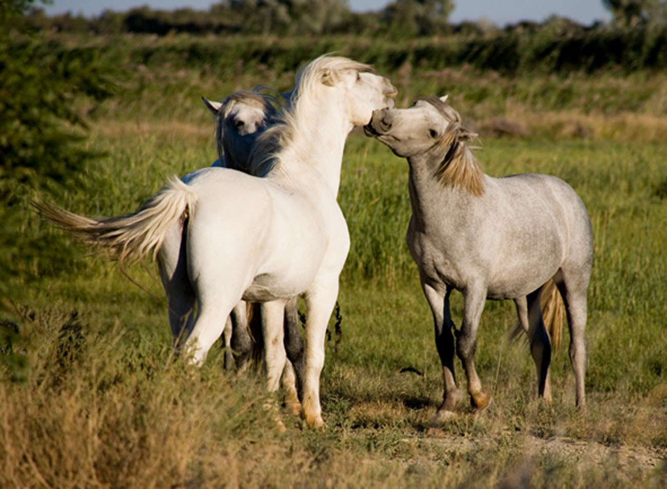 Canon EF 75-300mm f/4-5.6 USM sample photo. Img photography