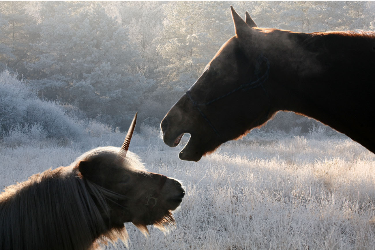 Canon EF 100-400mm F4.5-5.6L IS USM sample photo. Paardengesprek photography