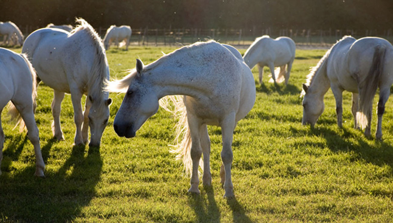 Canon EF 75-300mm f/4-5.6 USM sample photo. Img photography