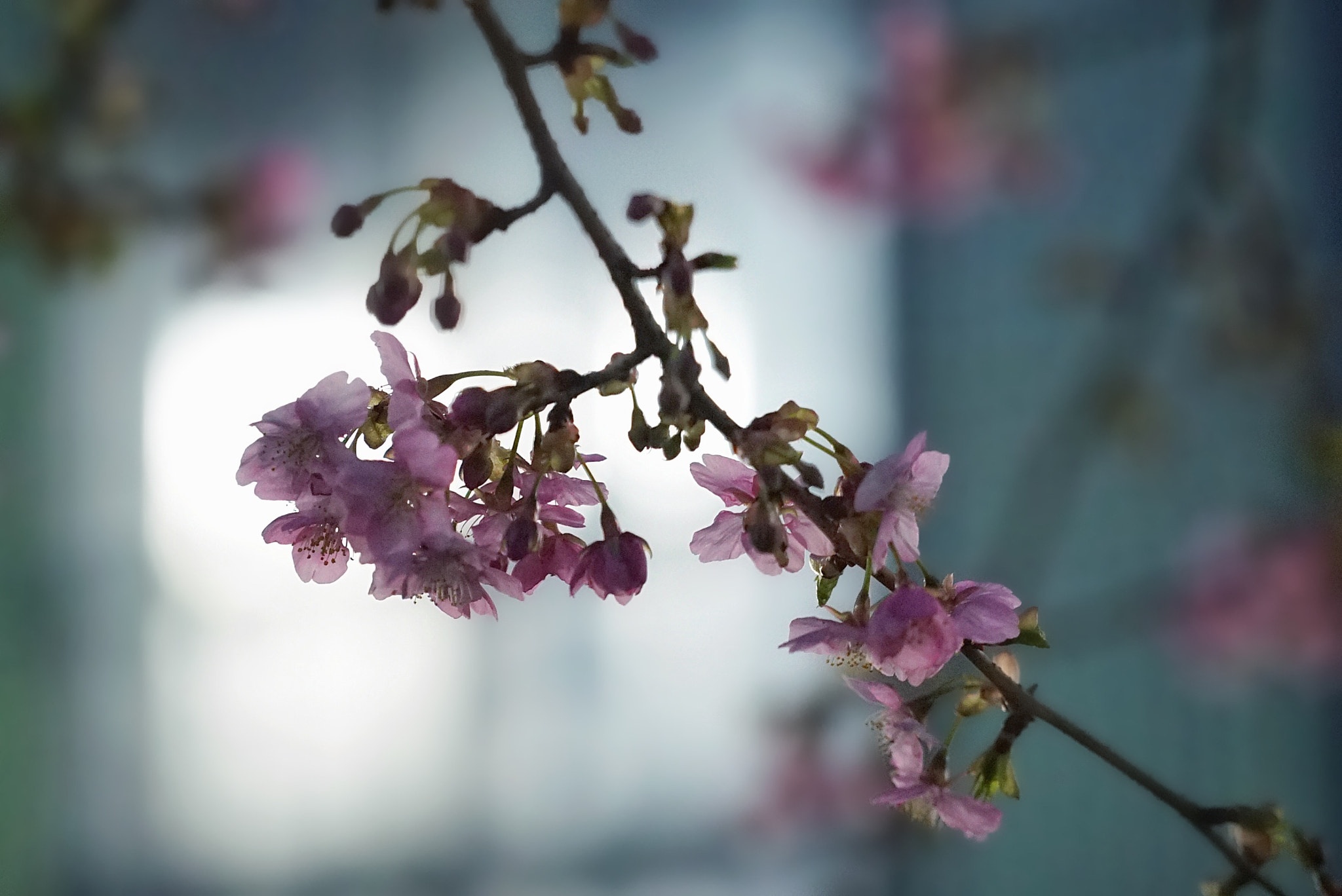 Sony a7S + Sony FE 70-200mm F4 G OSS sample photo. Early spring photography