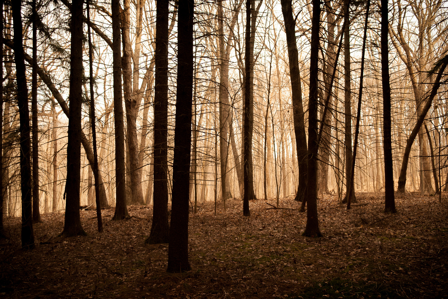 Minolta AF 24-85mm F3.5-4.5 [New] sample photo. In the spruce woods photography