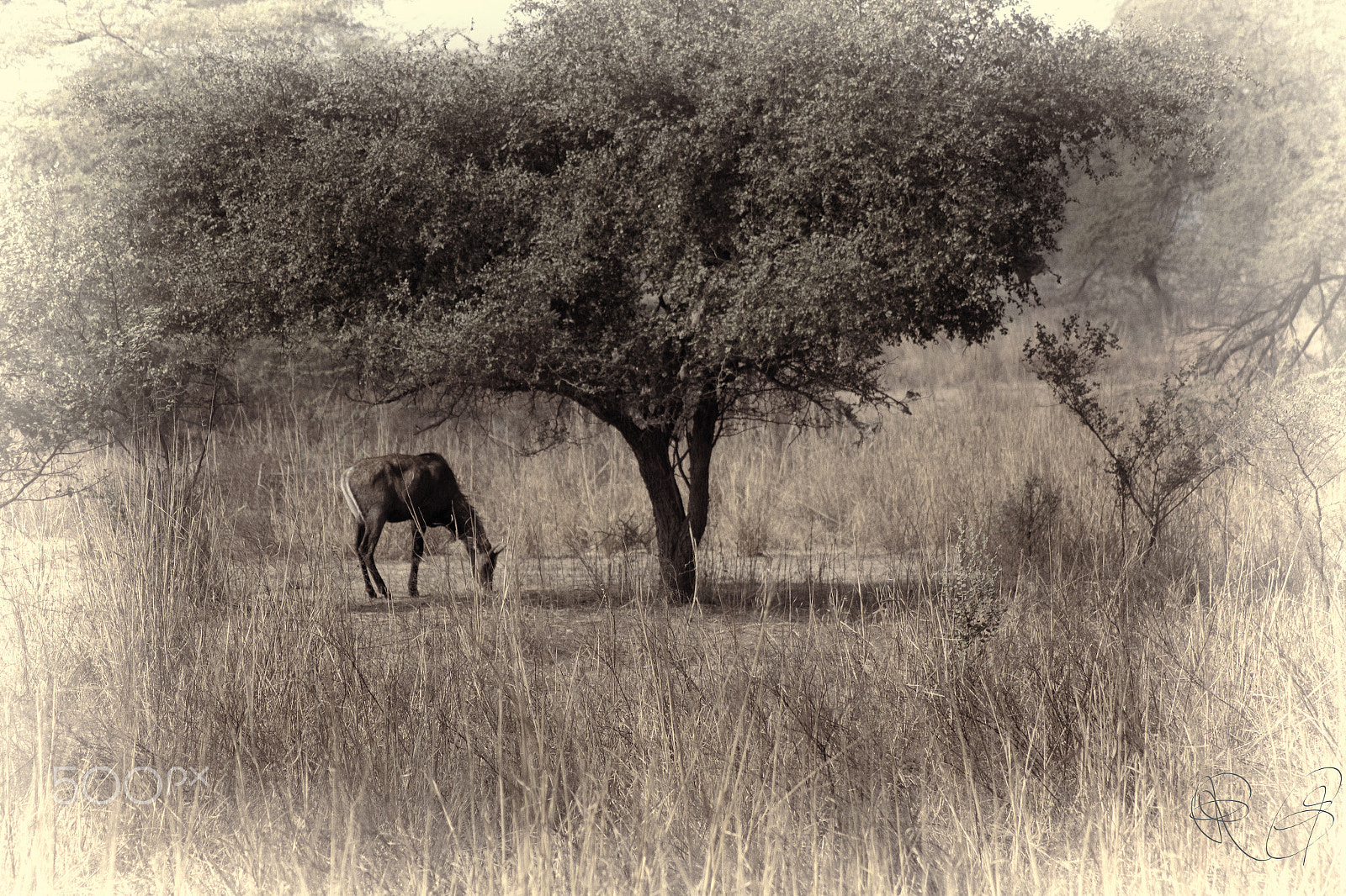 Canon EOS 550D (EOS Rebel T2i / EOS Kiss X4) sample photo. Wildlife sanctuary photography