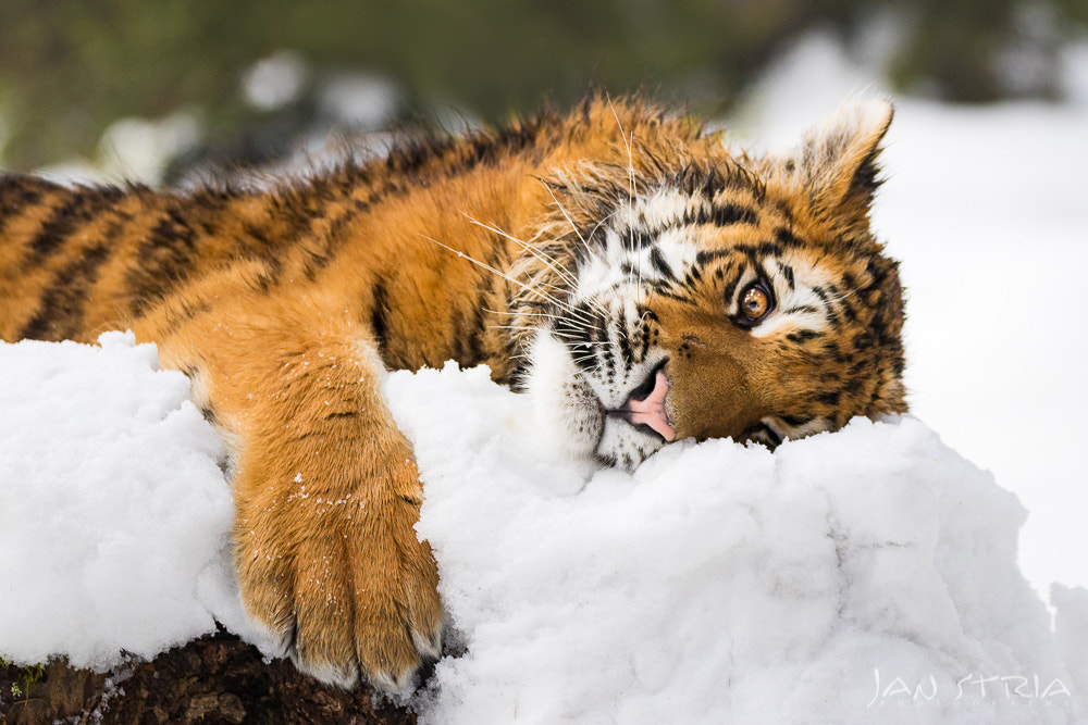 Canon EF 70-300mm F4-5.6L IS USM sample photo. Kitty photography