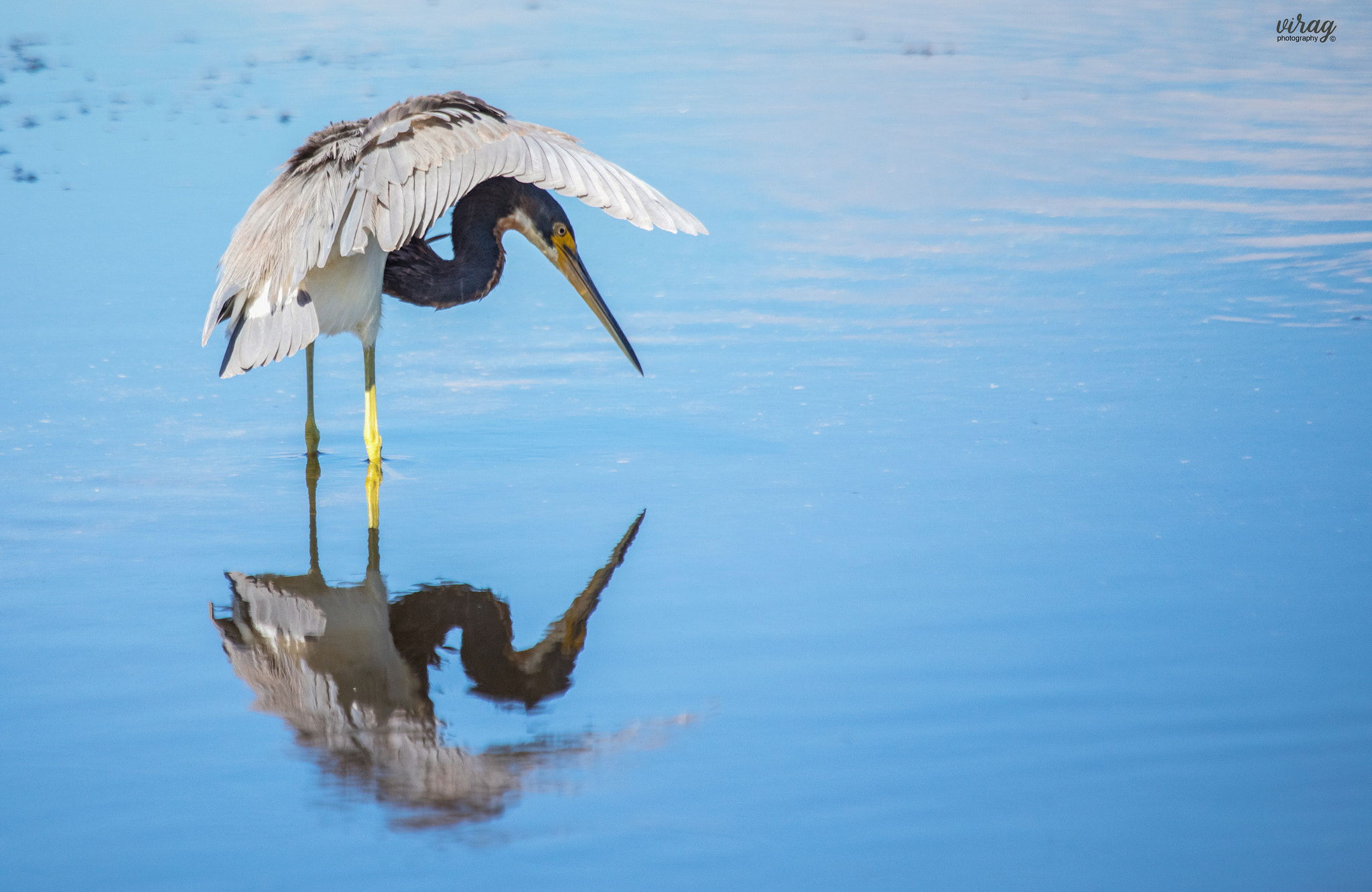 Canon EOS 5D Mark IV + Canon EF 100-400mm F4.5-5.6L IS USM sample photo. Tricolored heron photography