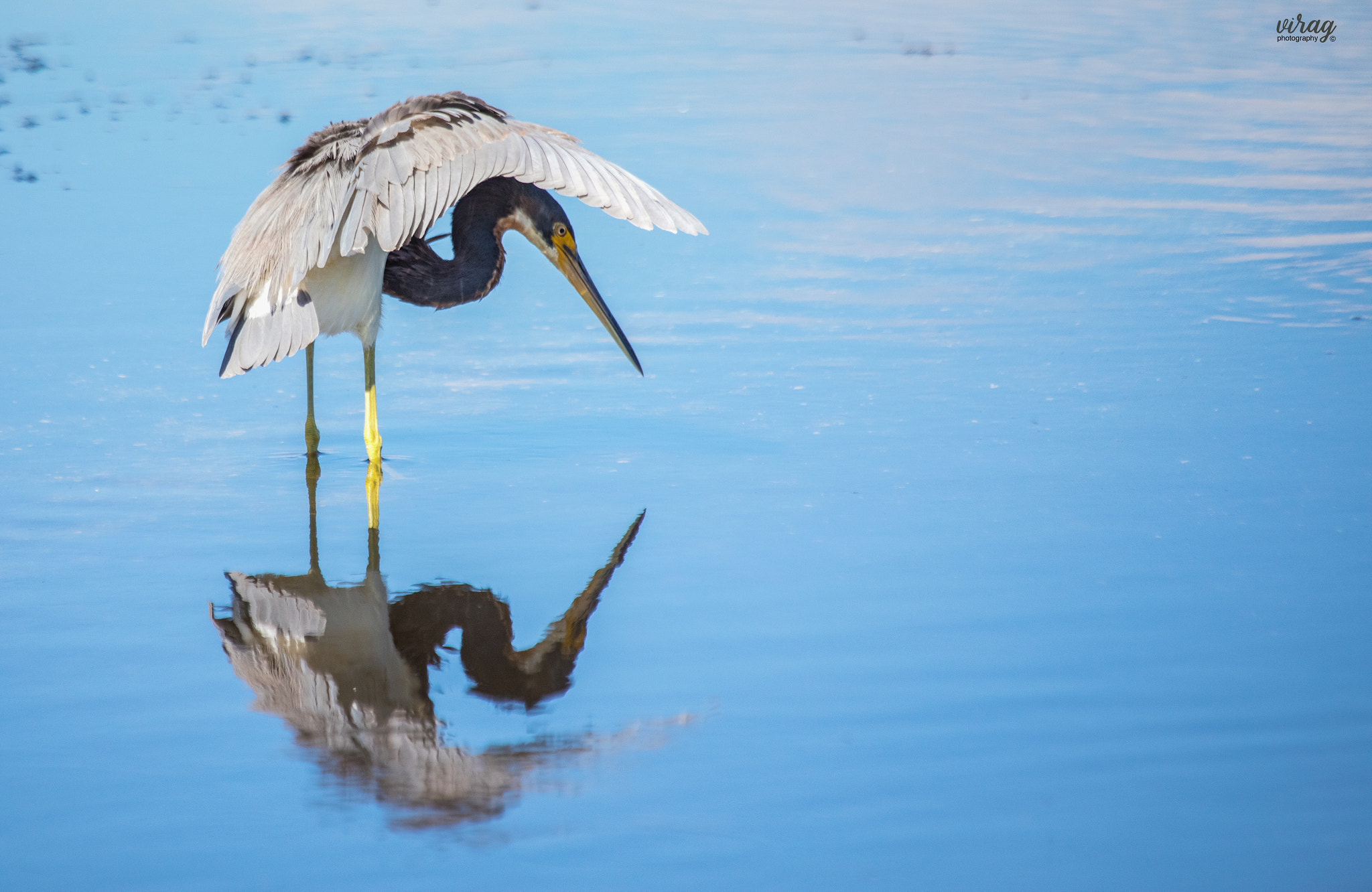 Canon EF 100-400mm F4.5-5.6L IS USM sample photo. Tricolored heron photography